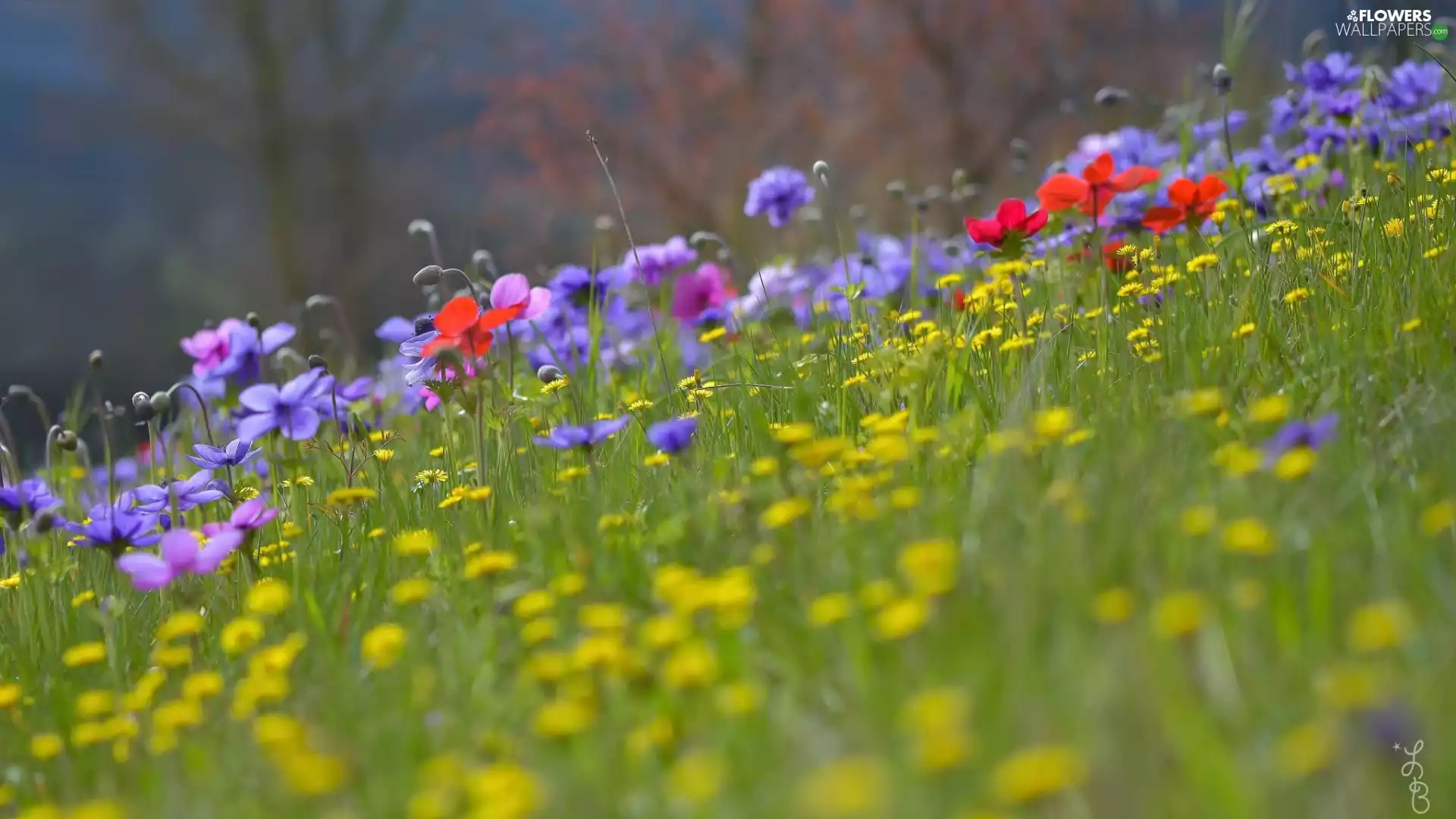 blur, Meadow, Anemones