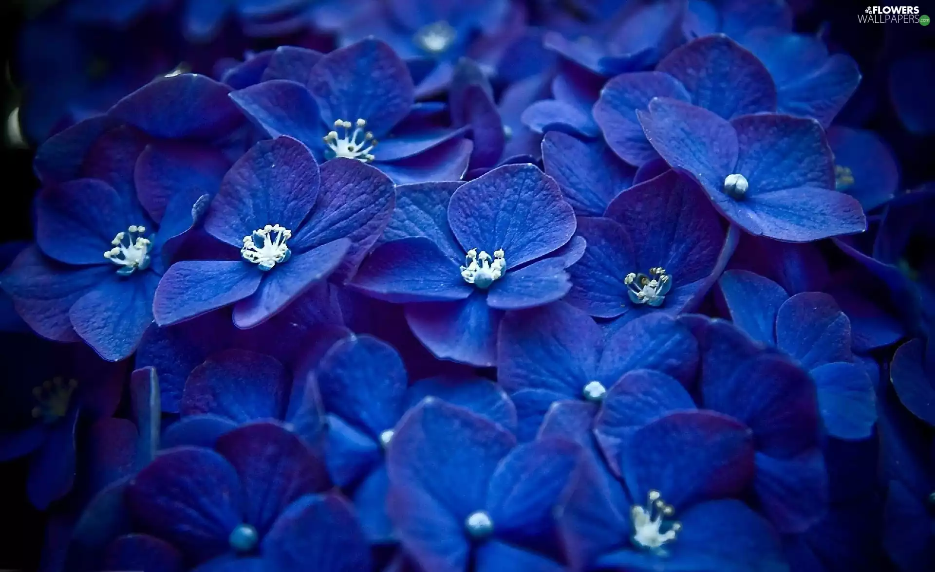 blur, hydrangea, Blue