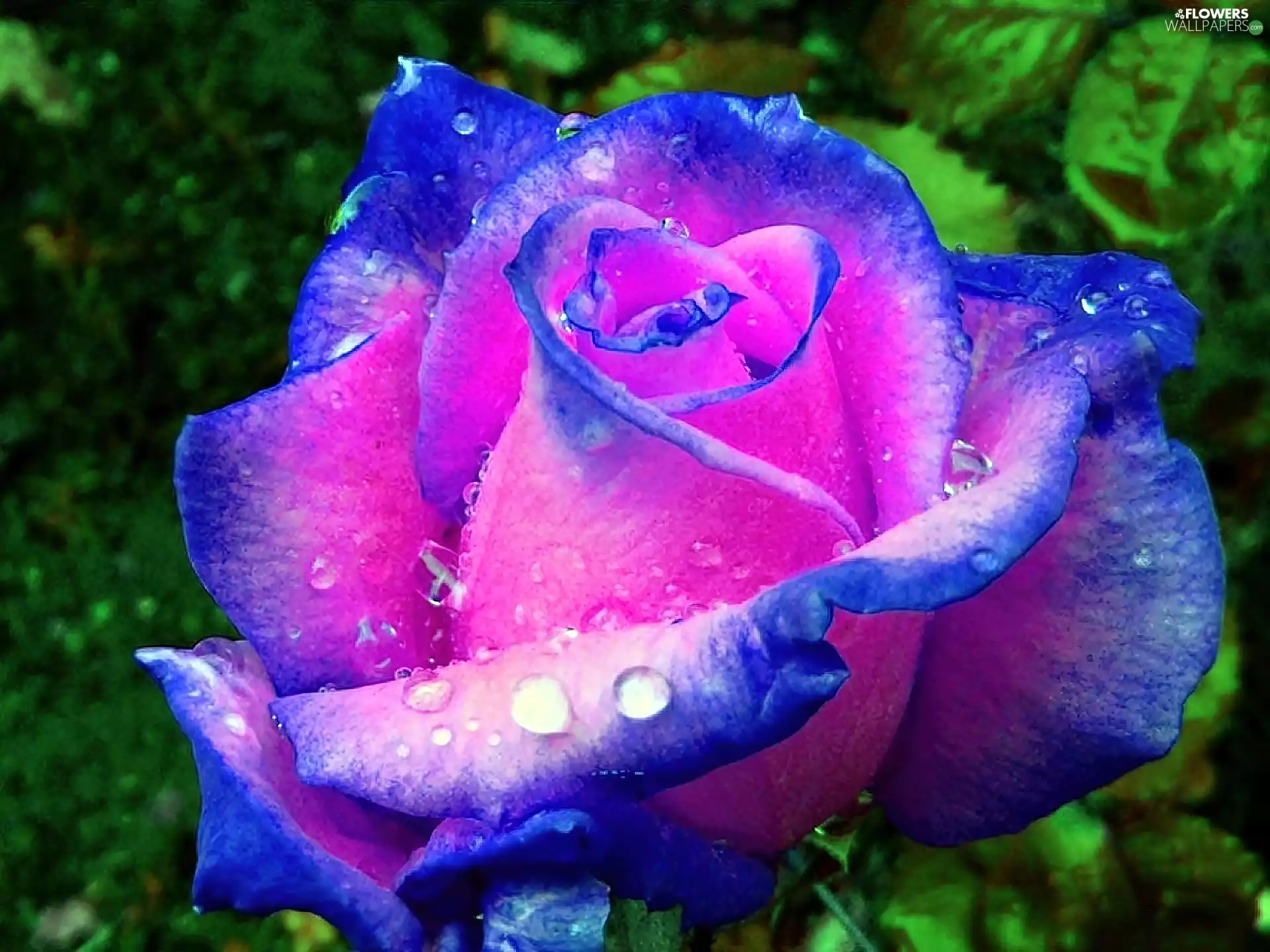 Pink, rose, Rosy, blur, drops, blue