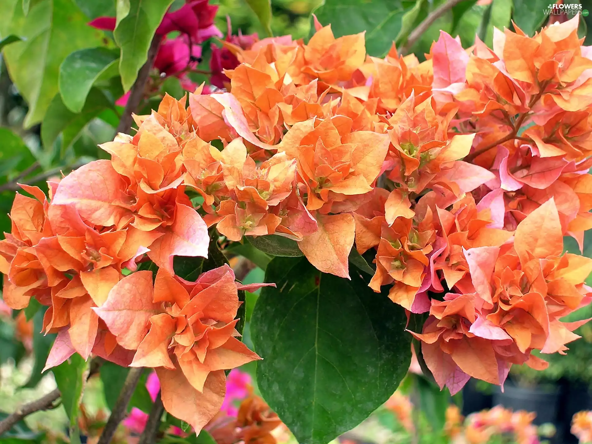 blur, Blossoming, Bougainvillea