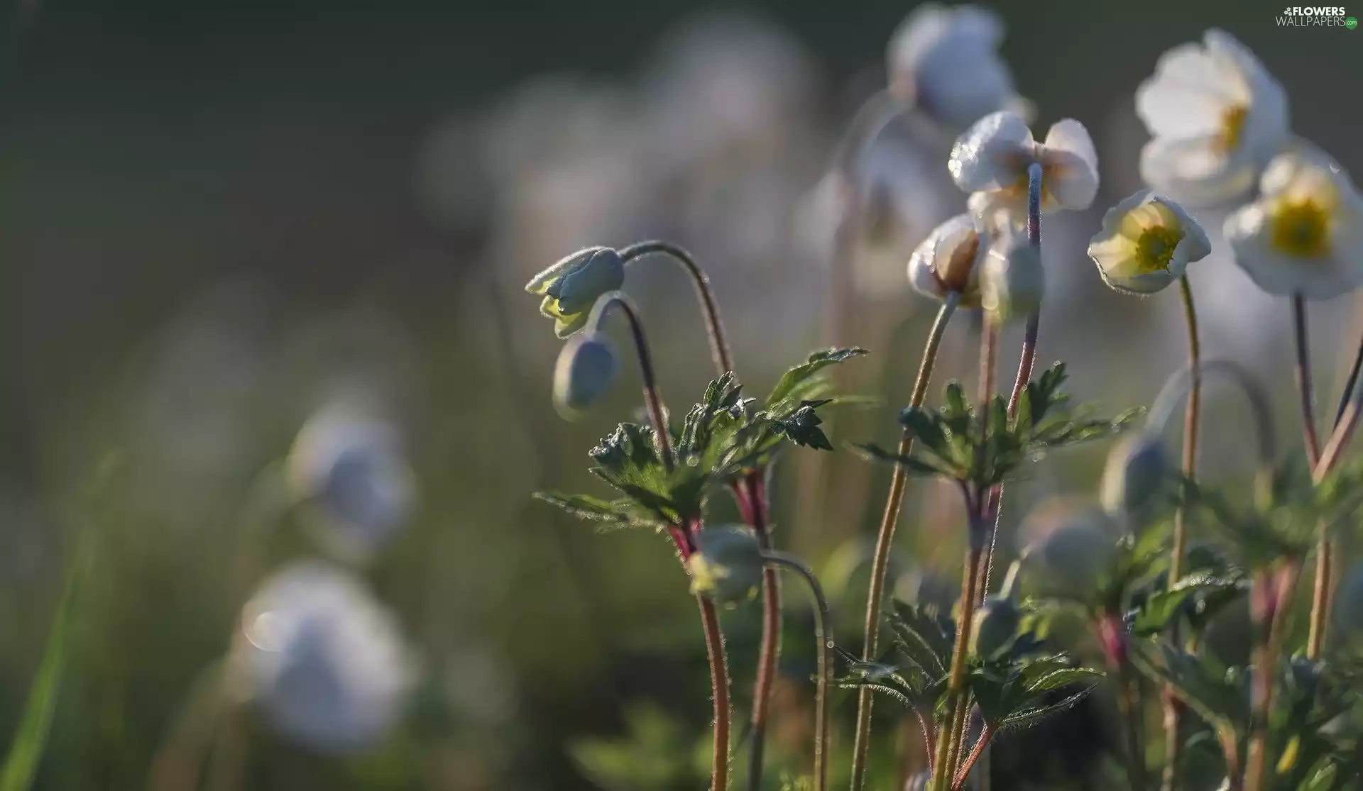 cluster, blur, Buds, pasque, Flowers