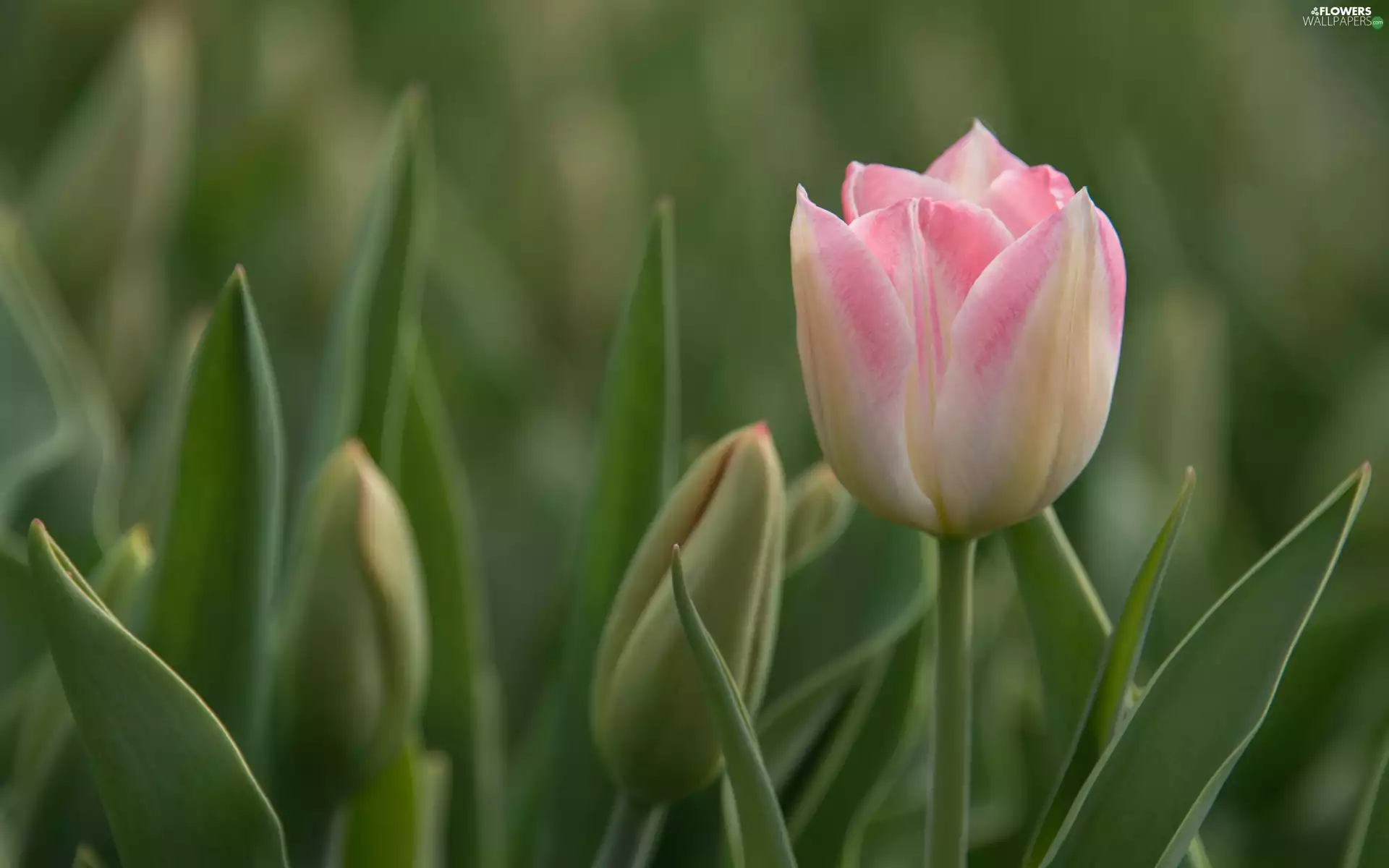 tulip, blur, Buds, Pink, Flowers