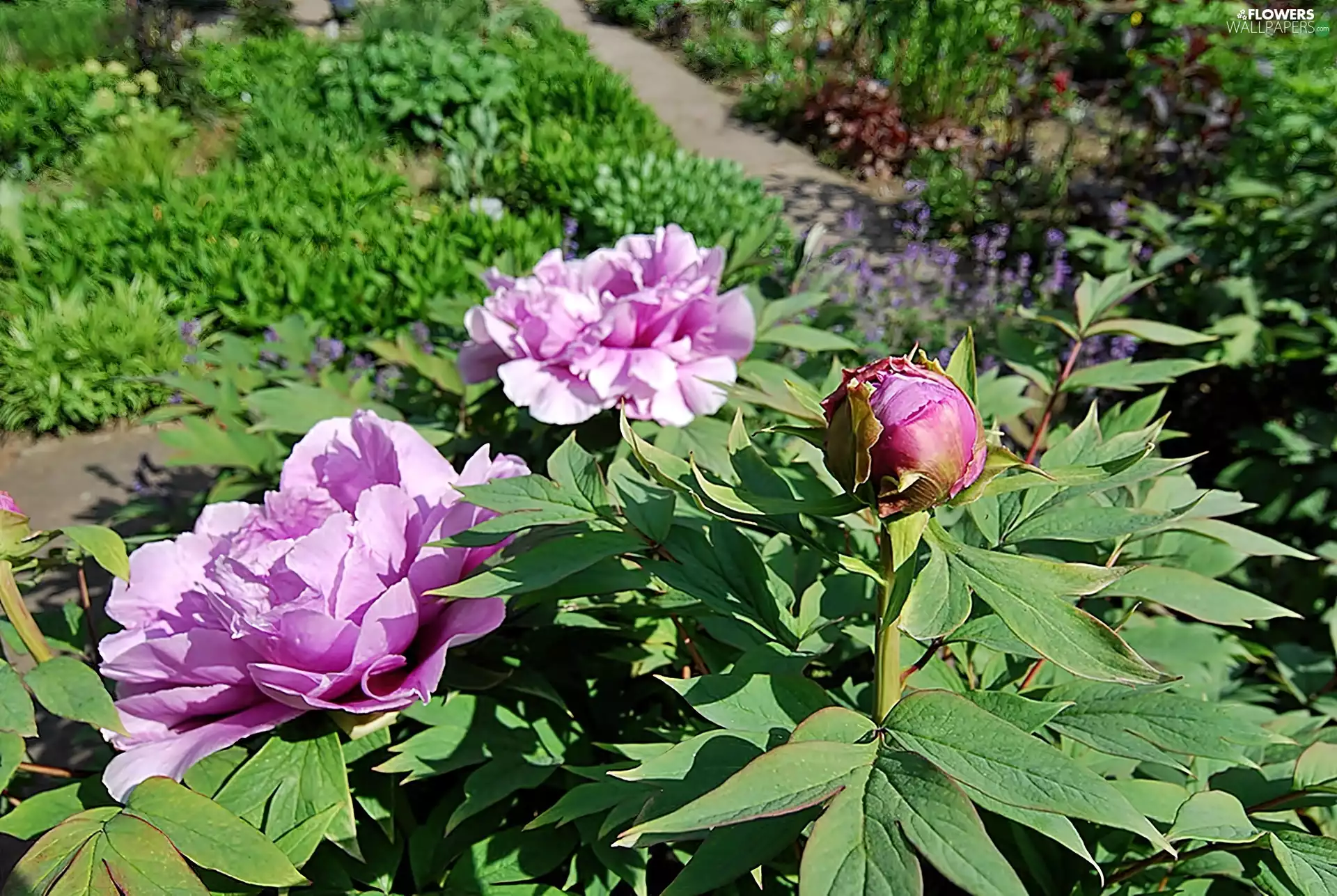 peony, blur, Bush, pink, Garden