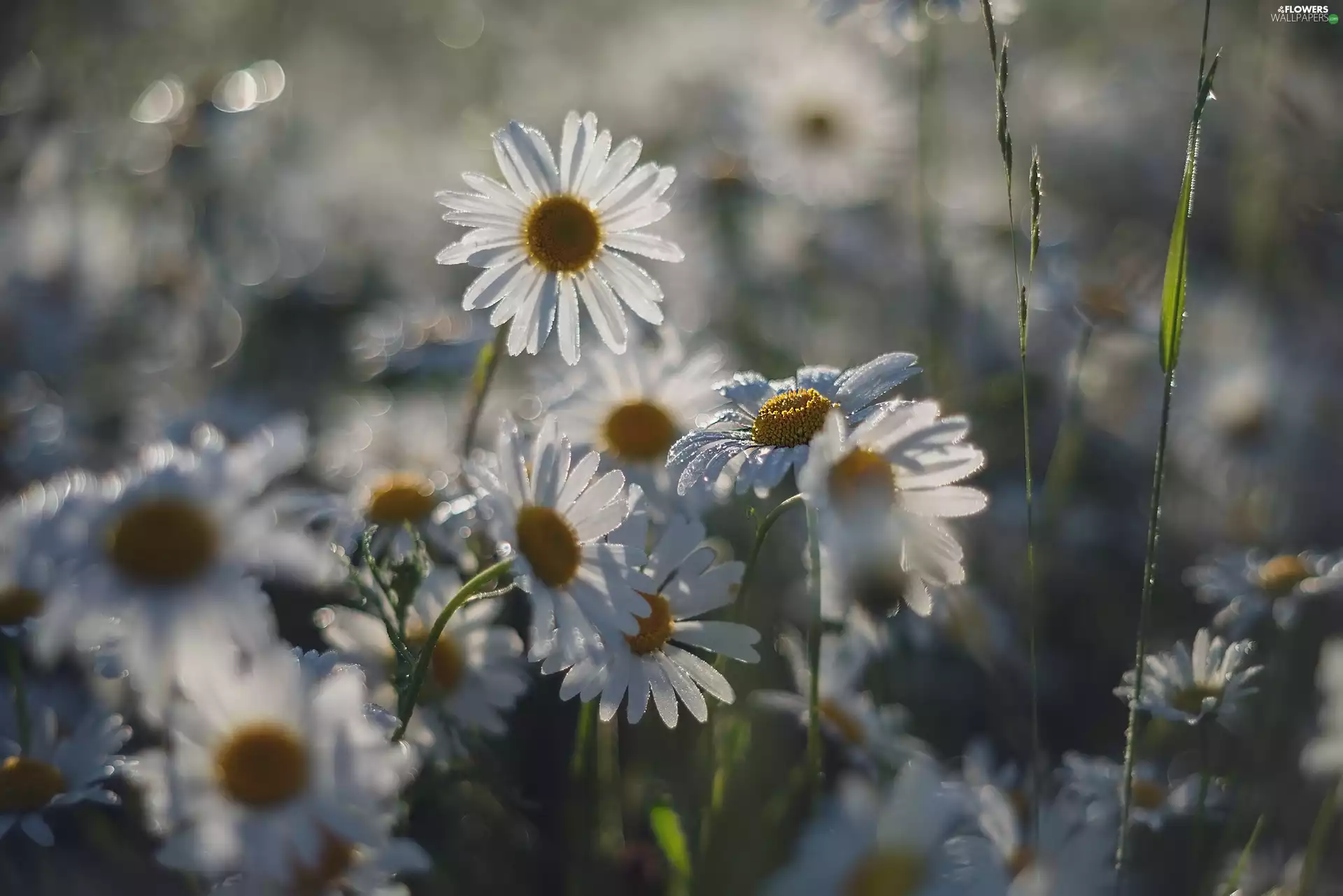 blur, Flowers, camomiles