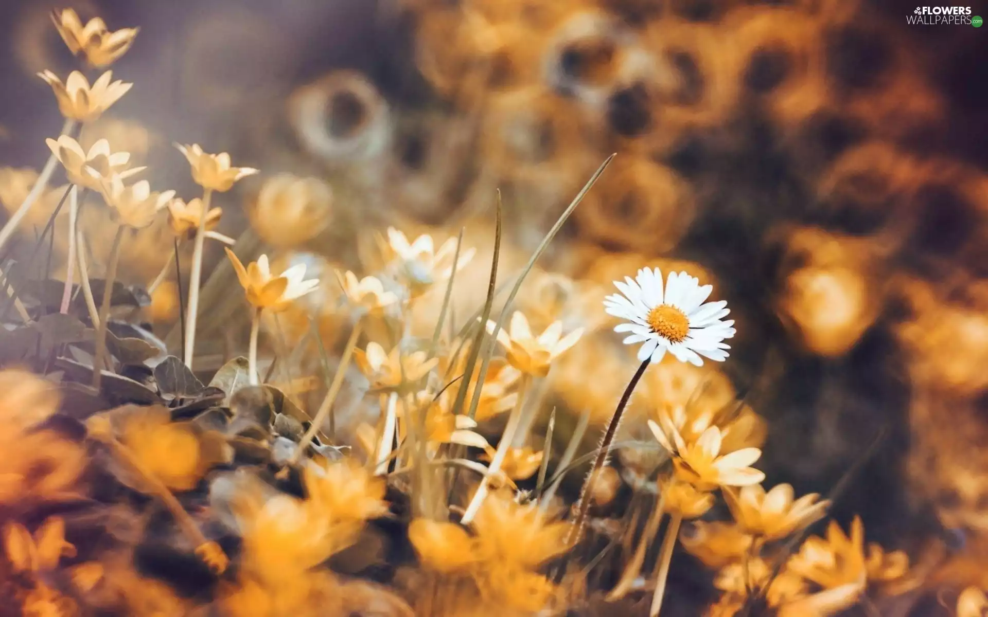 fig buttercup, daisies, blur
