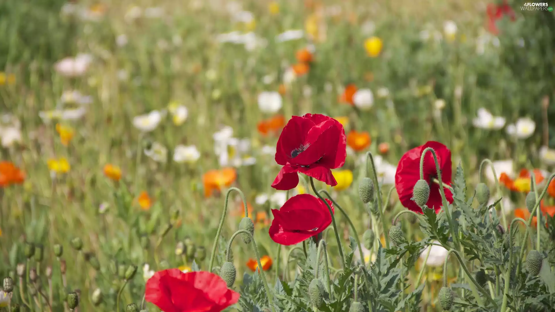 blur, papavers, Capsules