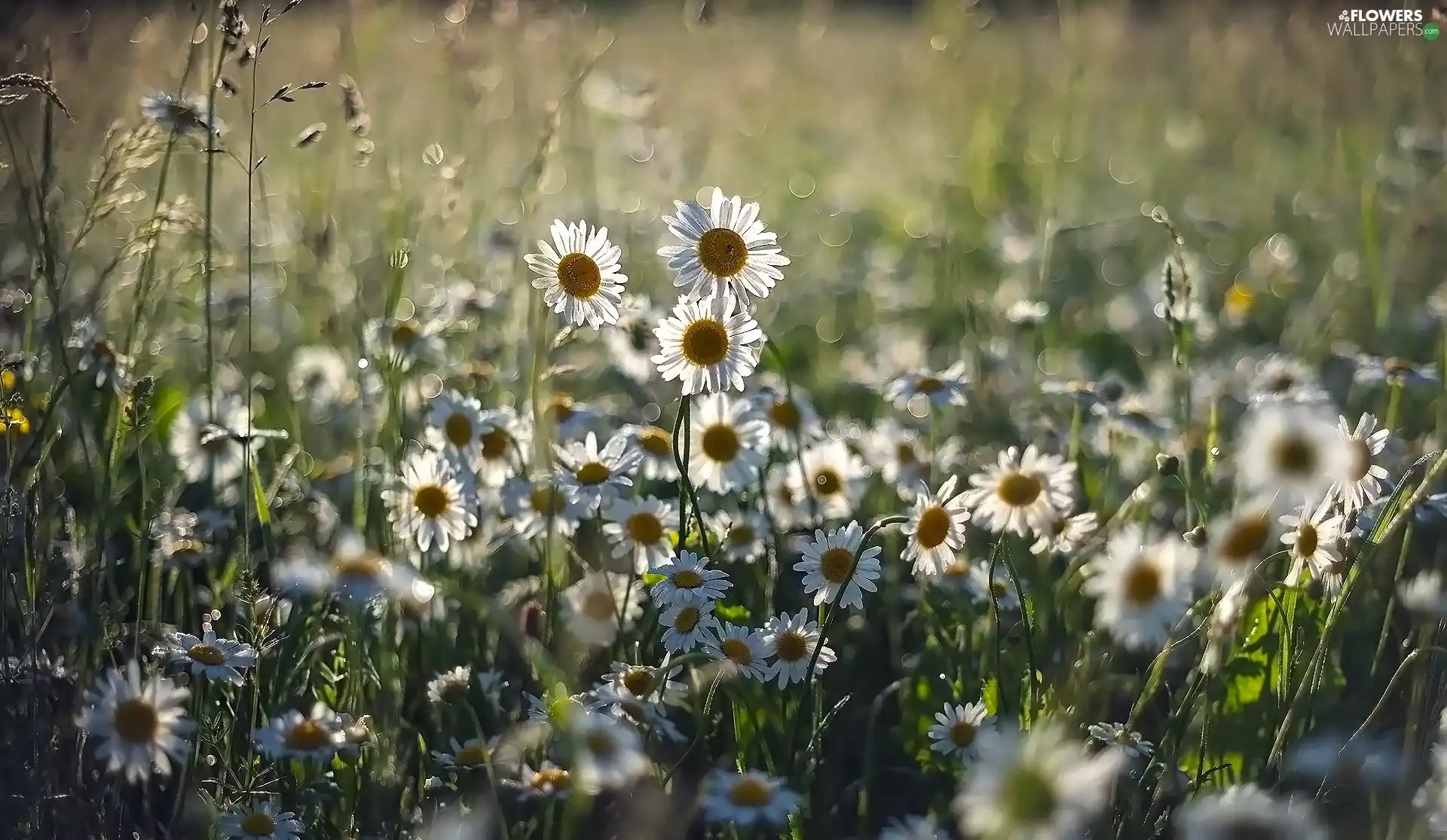grass, blur, chrysanthemums, daisy, Flowers