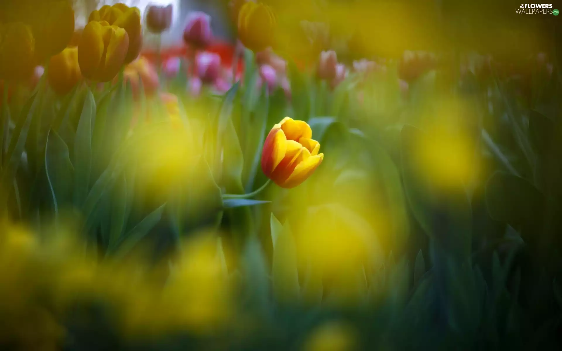 blur, tulip, Close