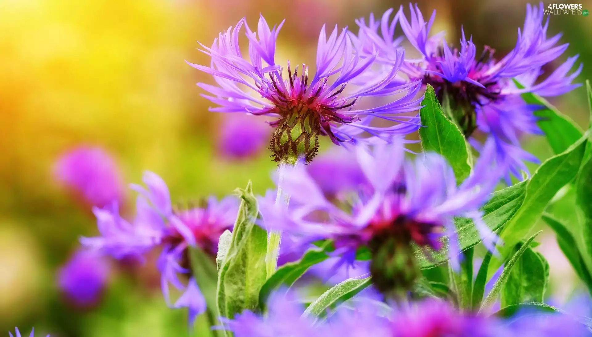 blur, Flowers, cornflowers