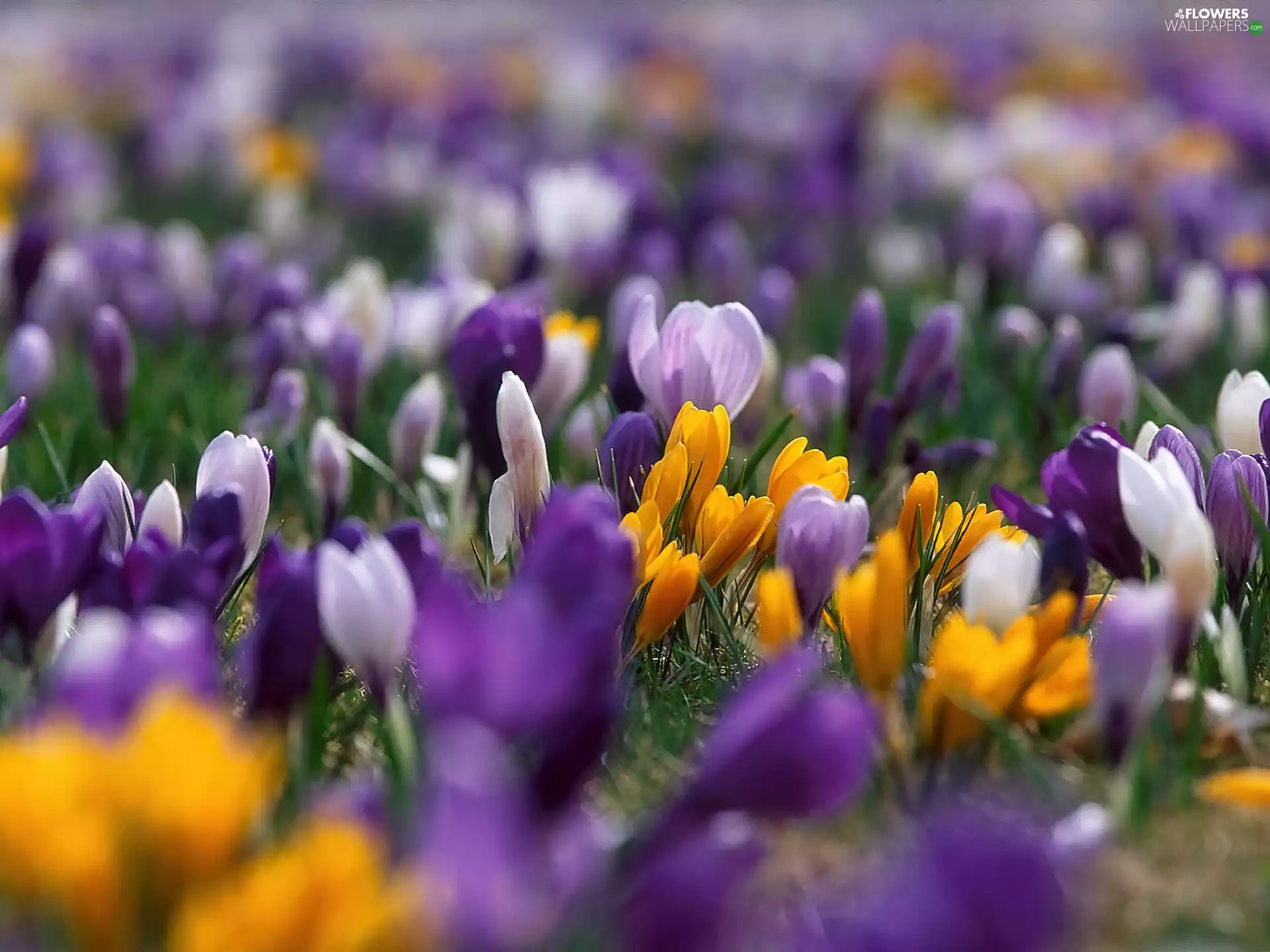 blur, color, crocuses