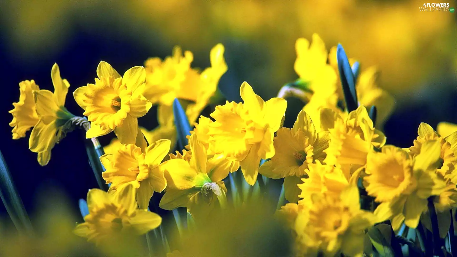blur, clump, daffodils