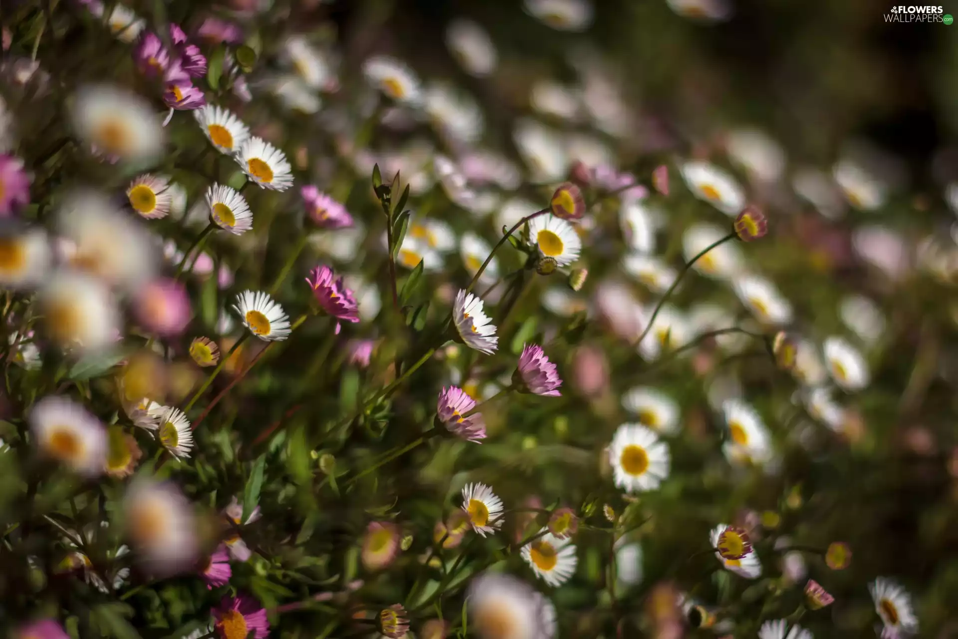 blur, color, daisies