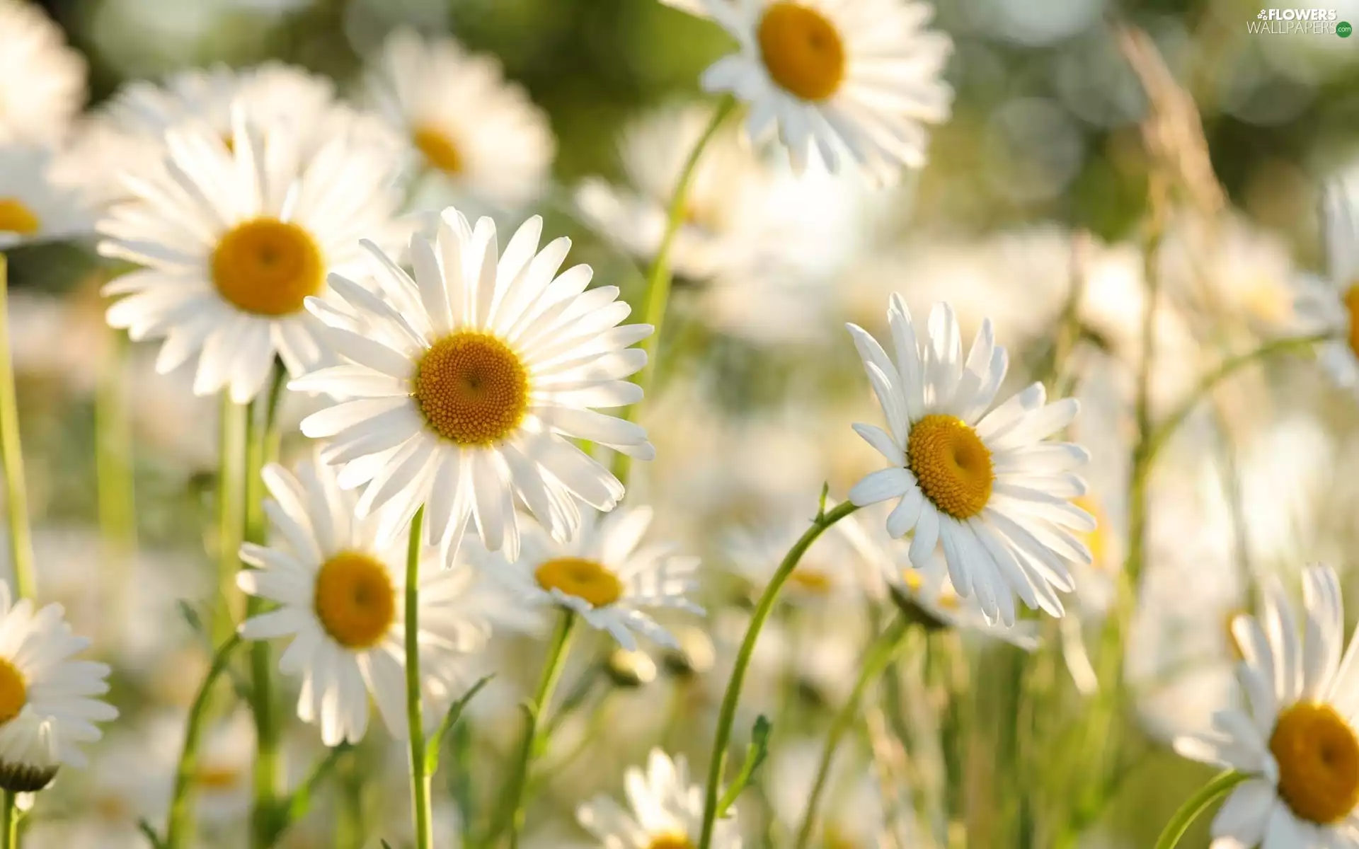 blur, Flowers, daisies