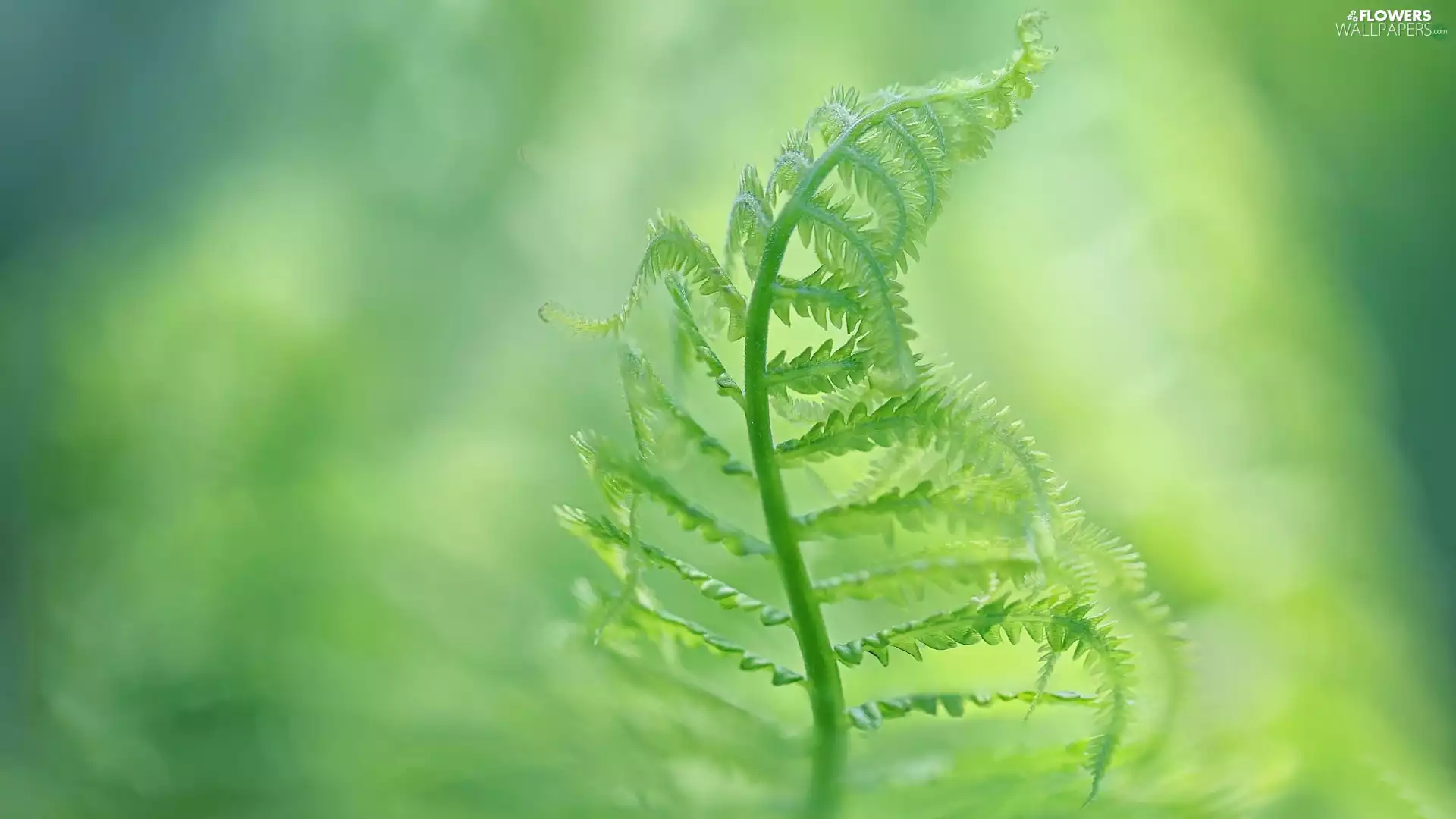 blur, leaf, Fern