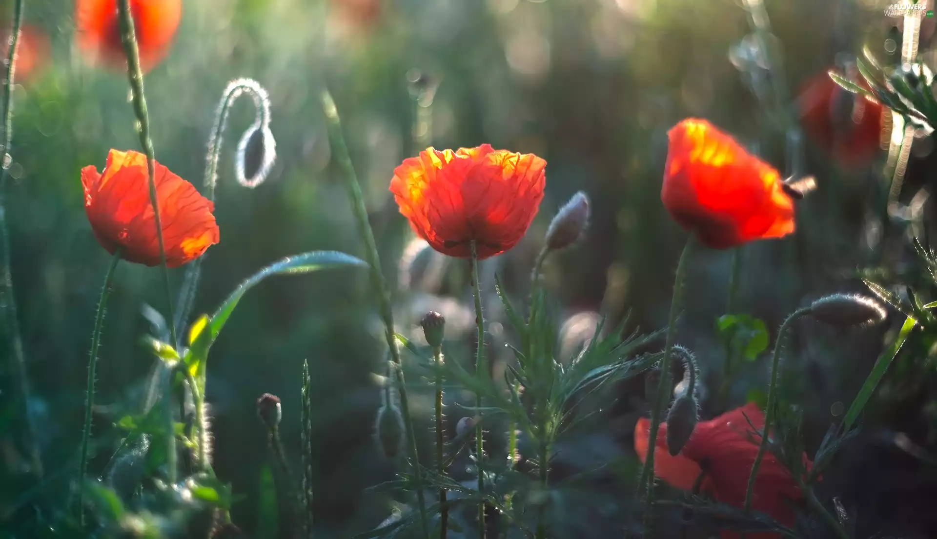 Buds, blur, Flowers, papavers, Red