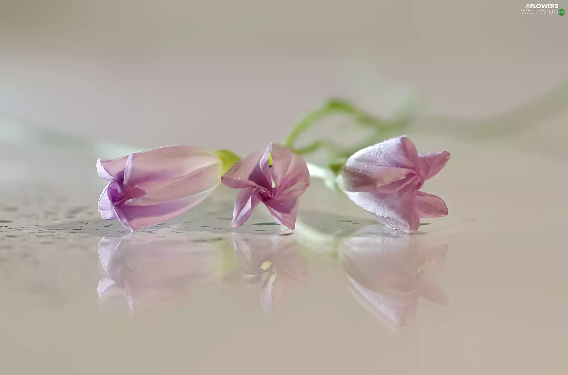Flowers, reflection, blur, bindweed