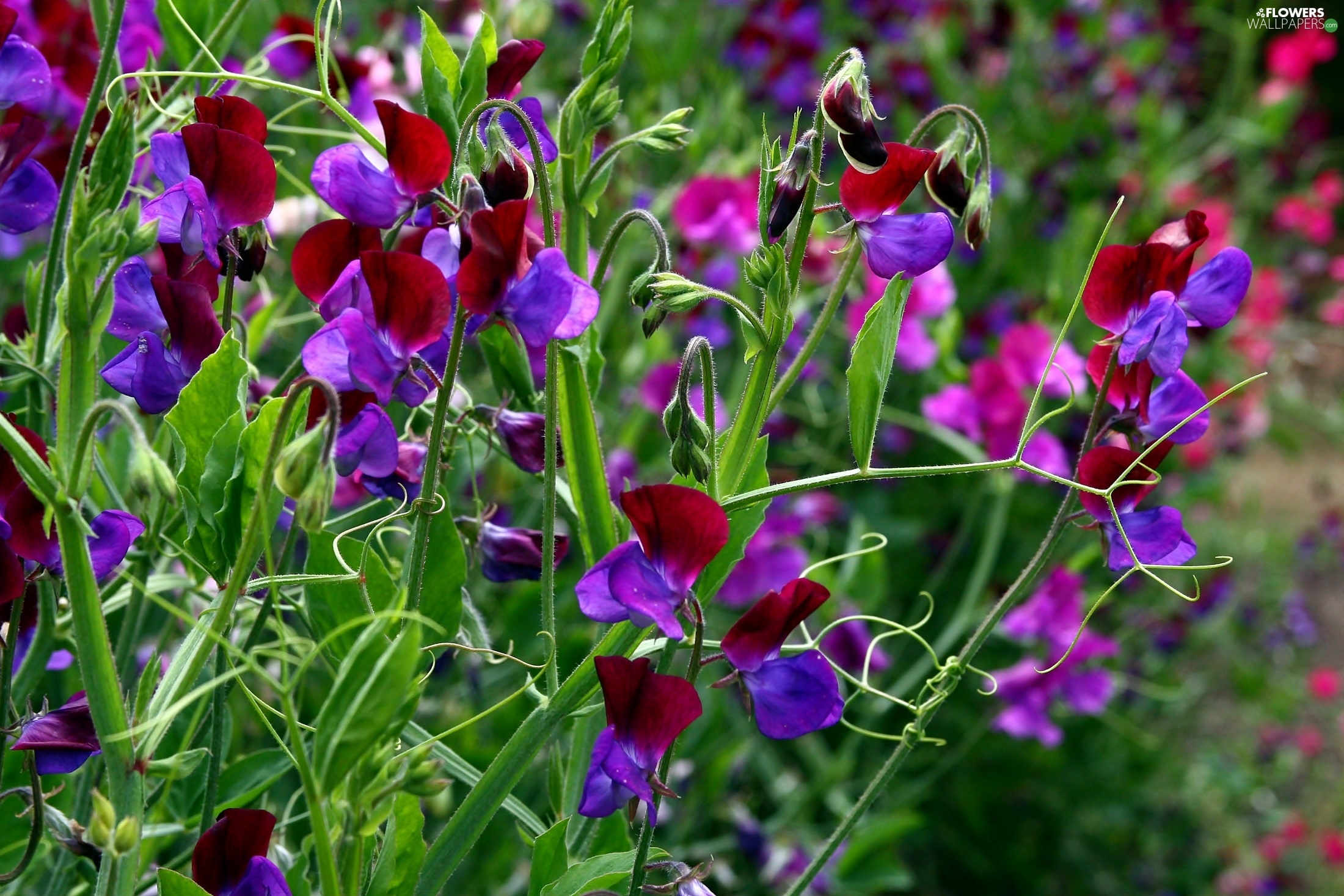blur, peas, fragrant