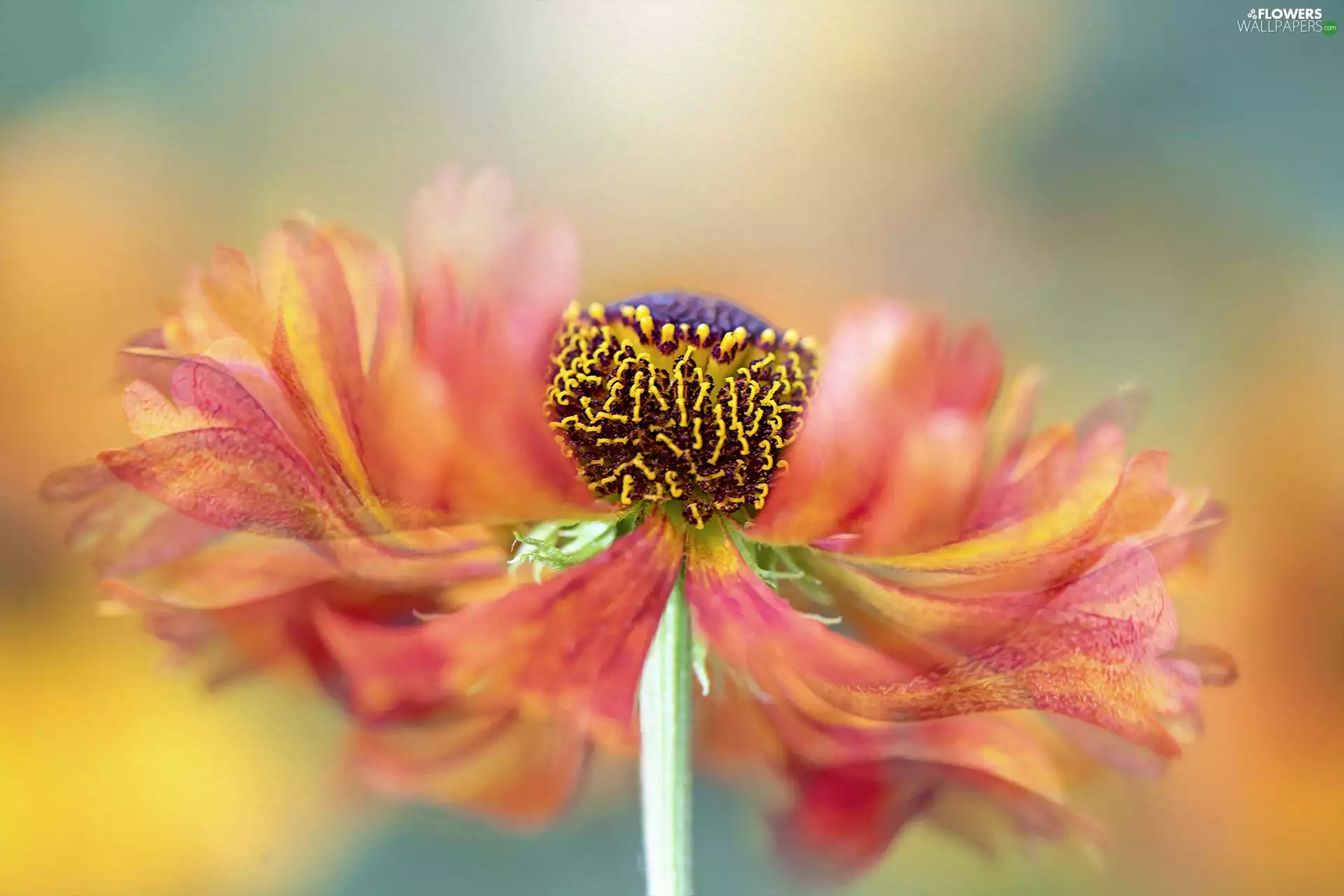 blur, Helenium, graphics