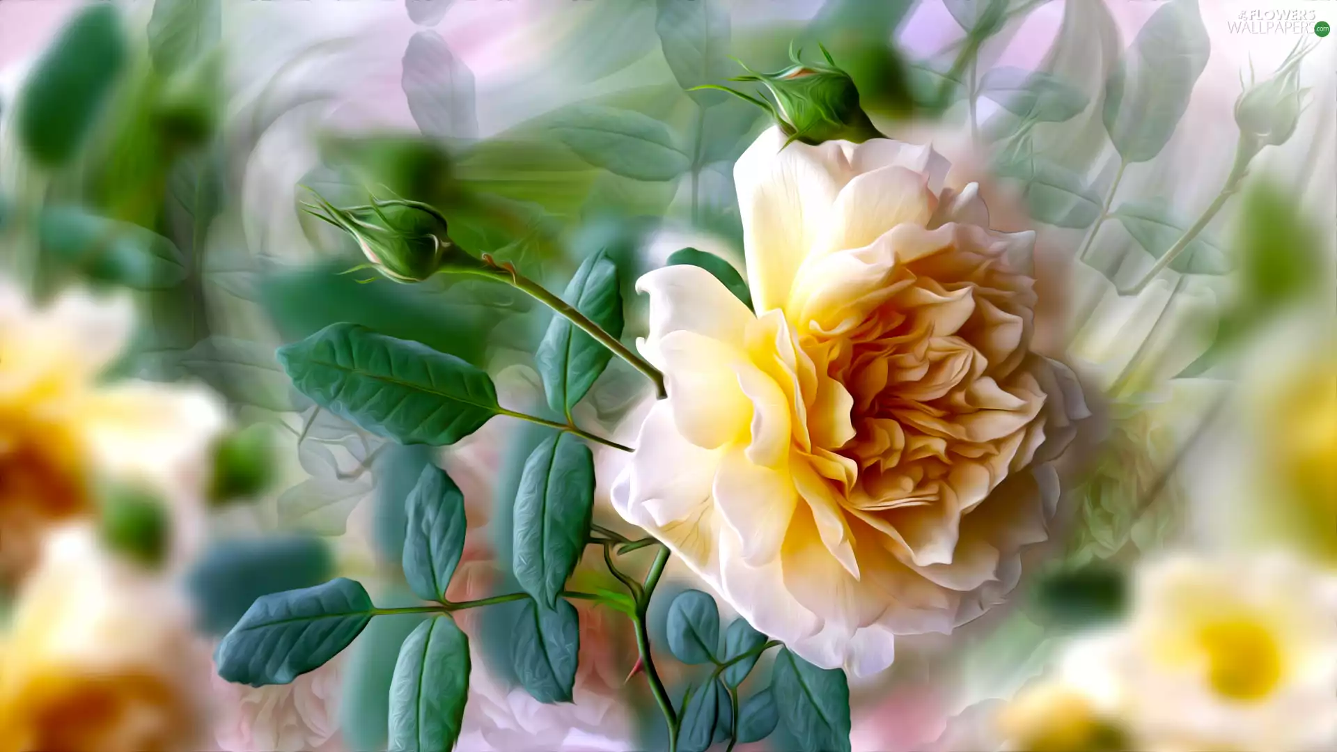 blur, rose, graphics