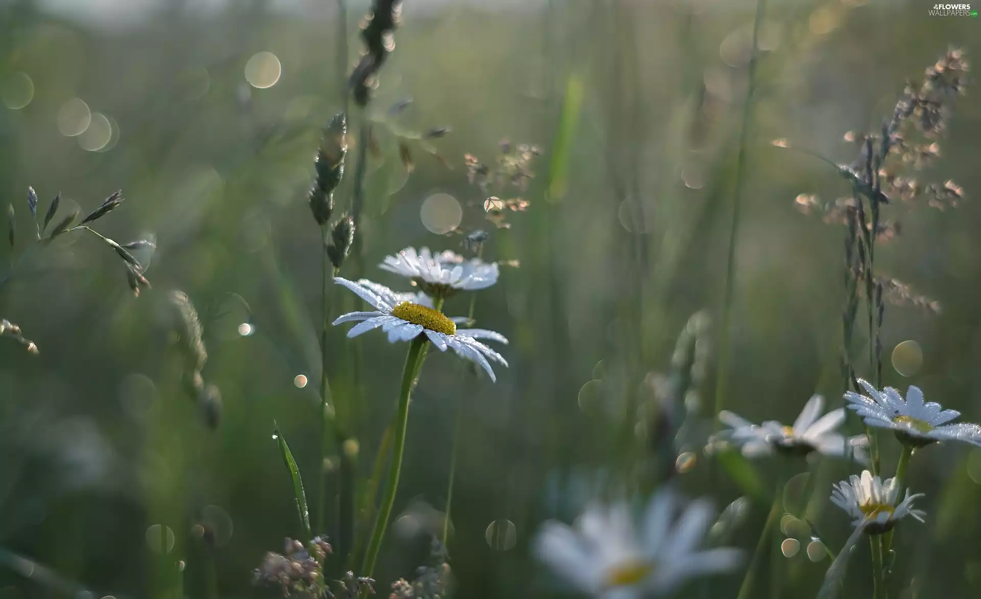 blur, daisy, grass