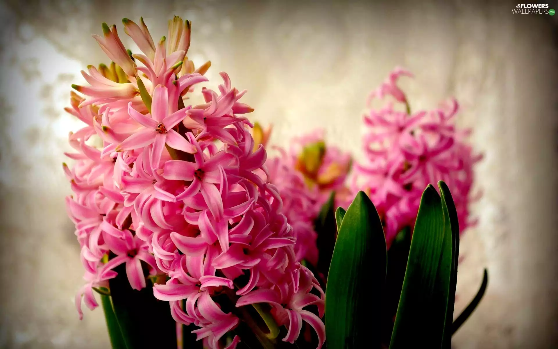 blur, Pink, hyacinth