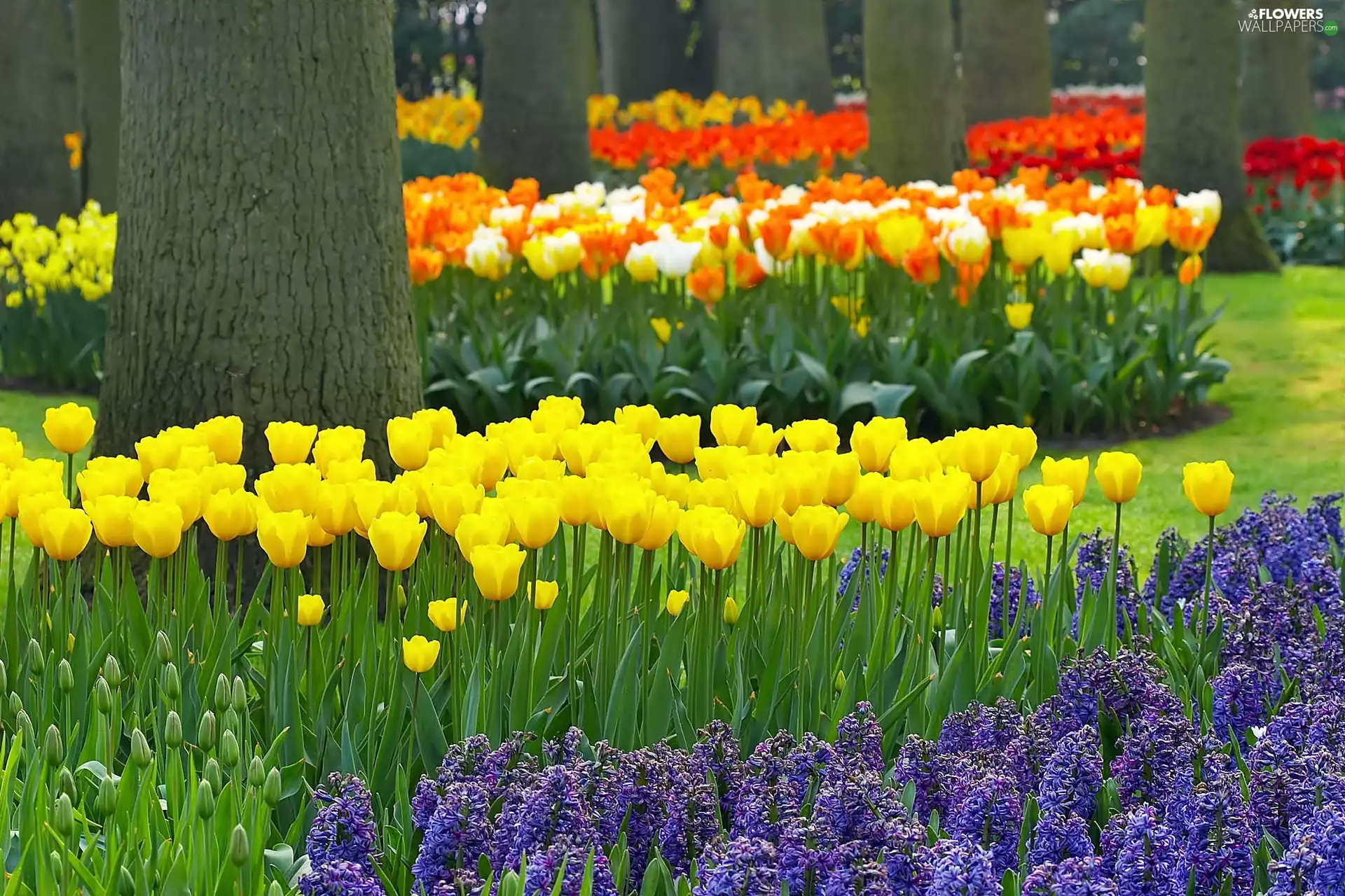 Lisse, Park, Flowers, blur, Spring, Keukenhof