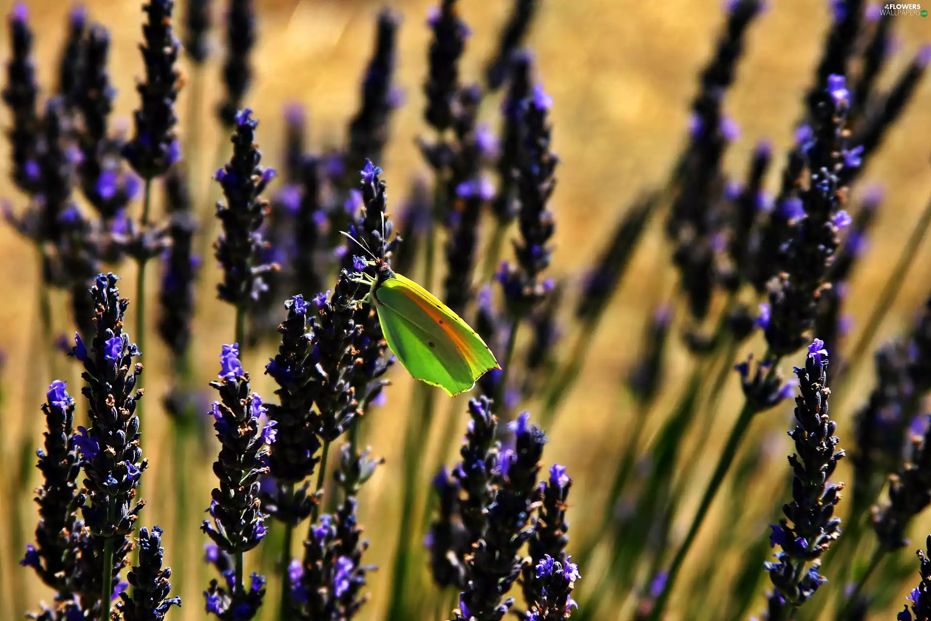 butterfly, blur, lavender, Green, Flowers