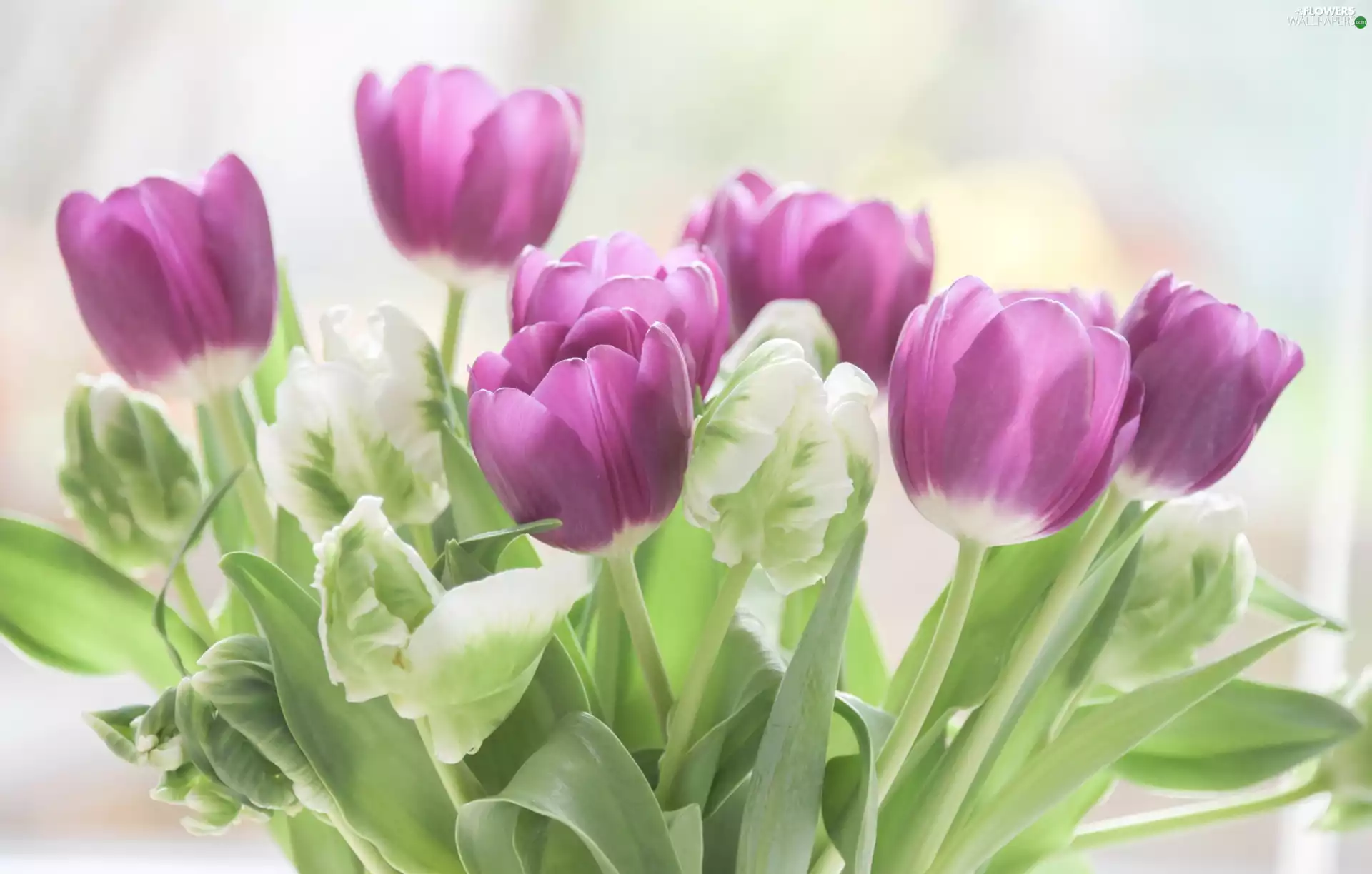 Tulips, blur, lilac, White, Flowers
