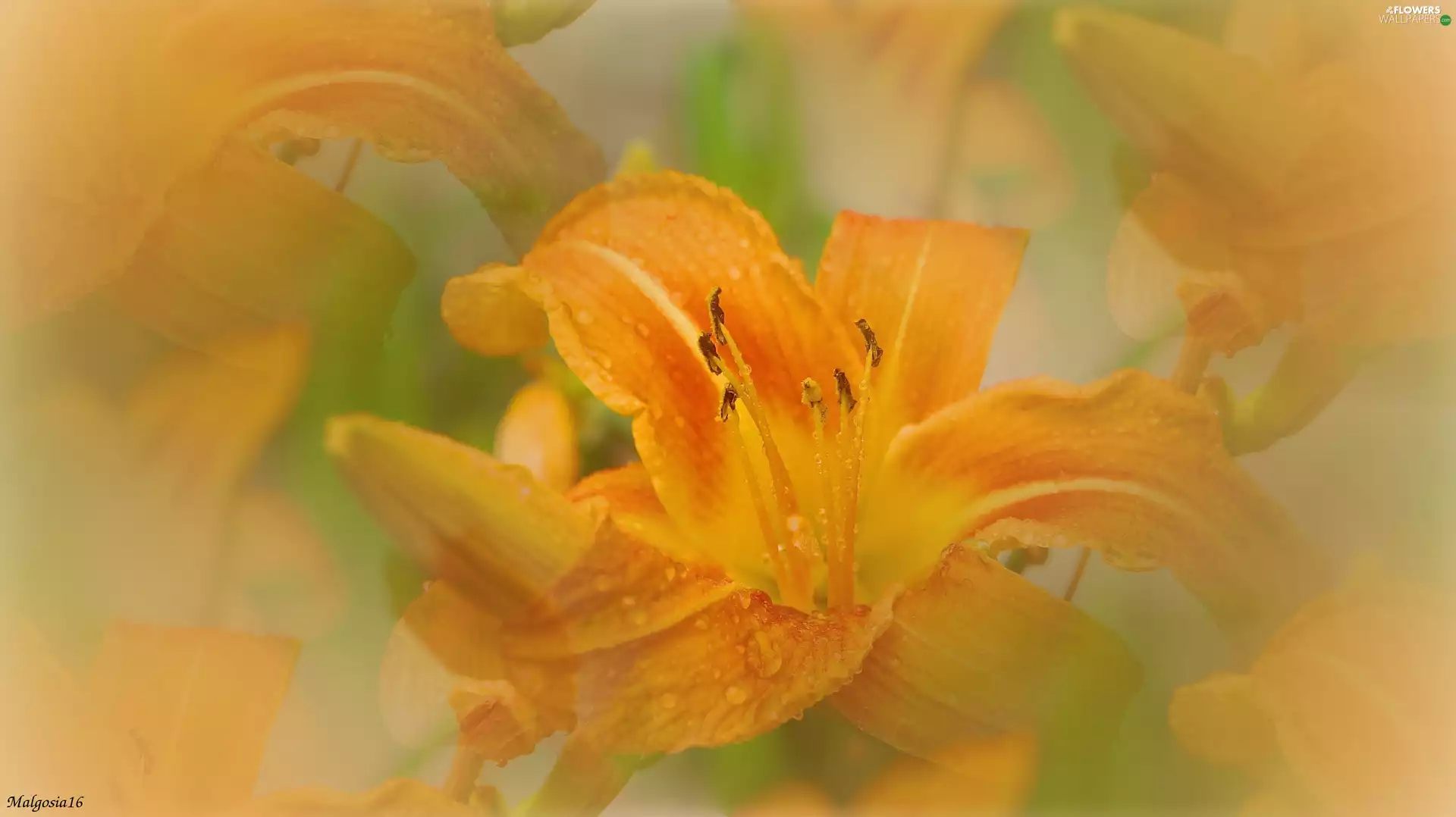 blur, Orange, lily