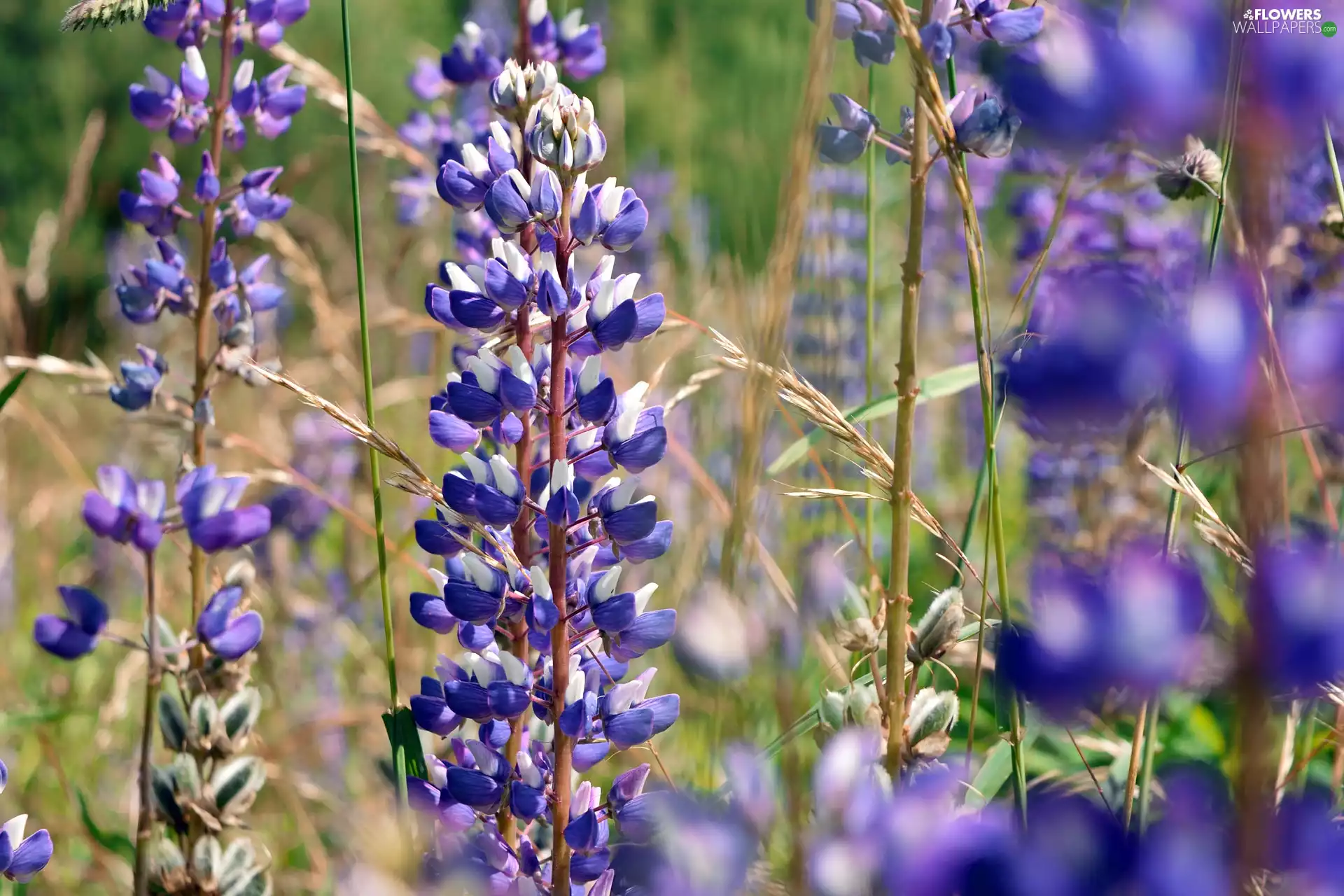 blur, Flowers, lupine