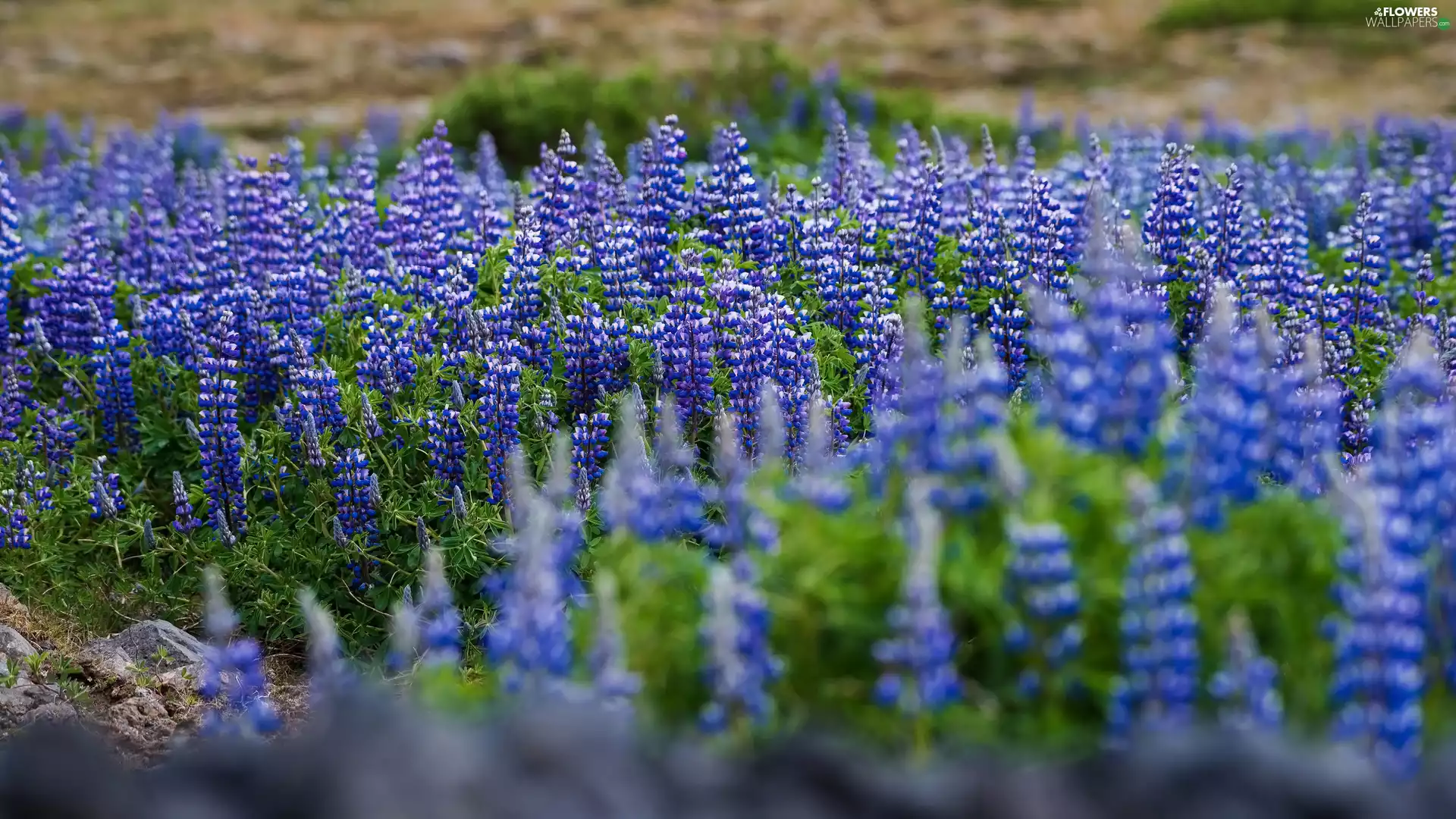 blur, Flowers, lupins