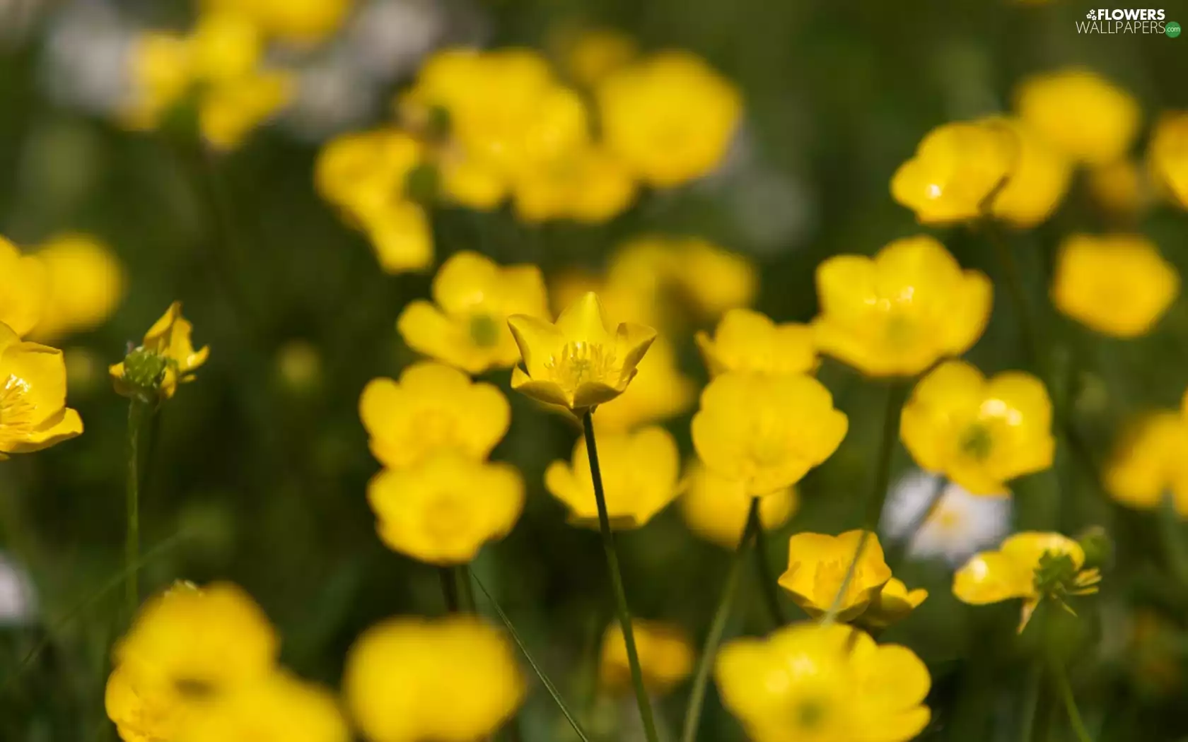 blur, Meadow, marigolds