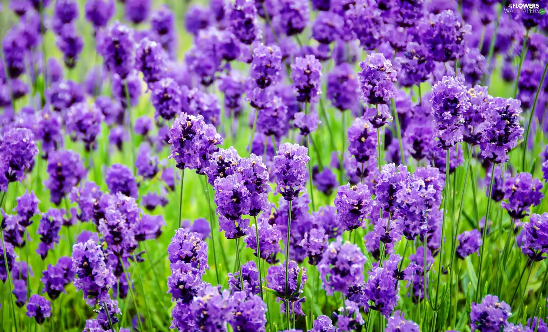 blur, lavender, Meadow