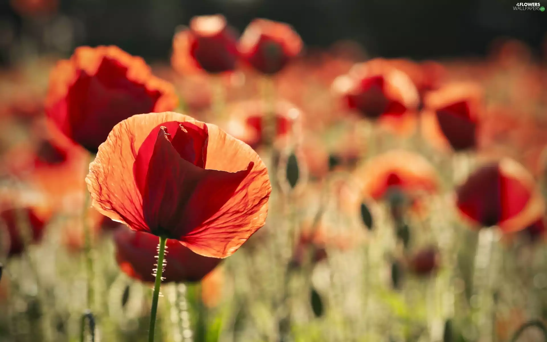 blur, papavers, Meadow