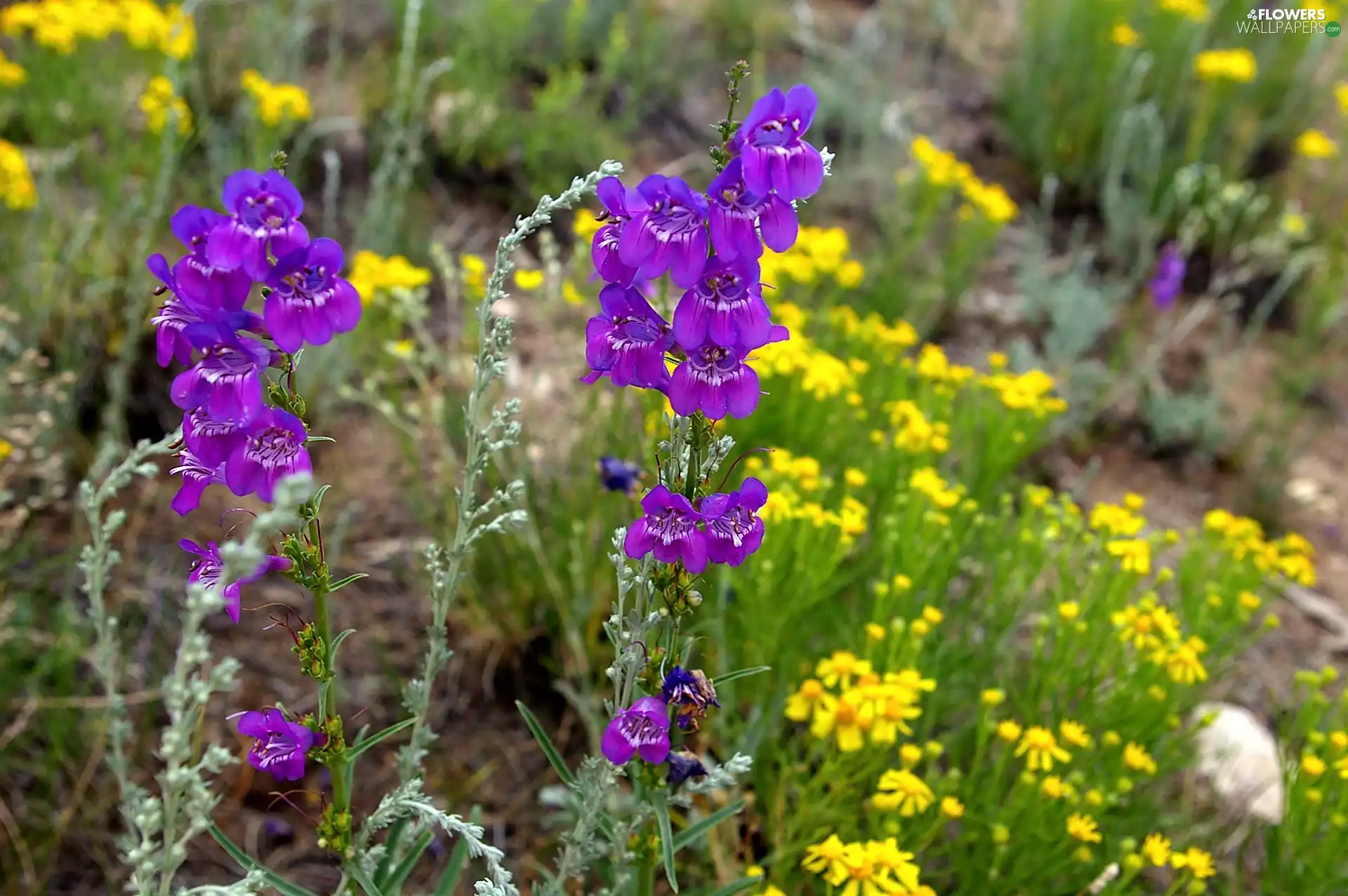 lavender, blur, Meadow, Flowers, summer