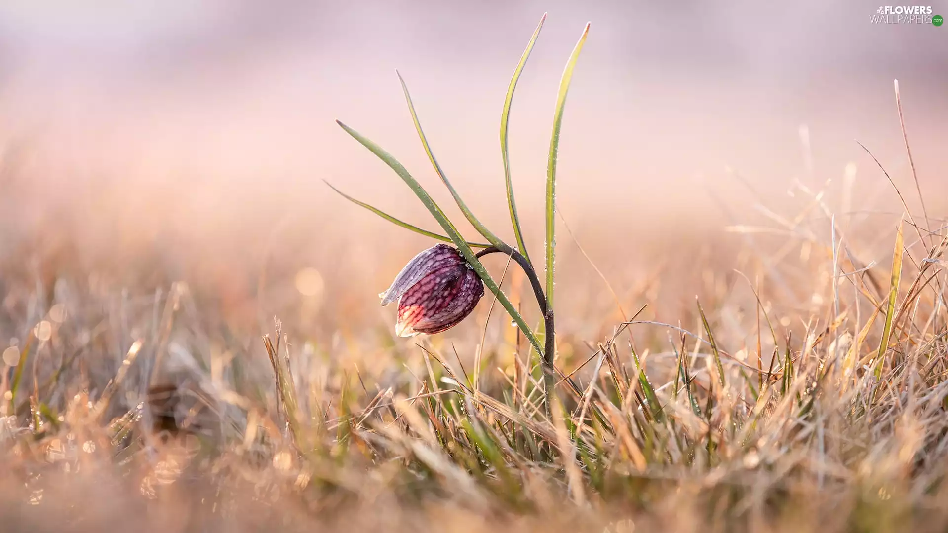 Colourfull Flowers, grass, blur, Fritillaria meleagris