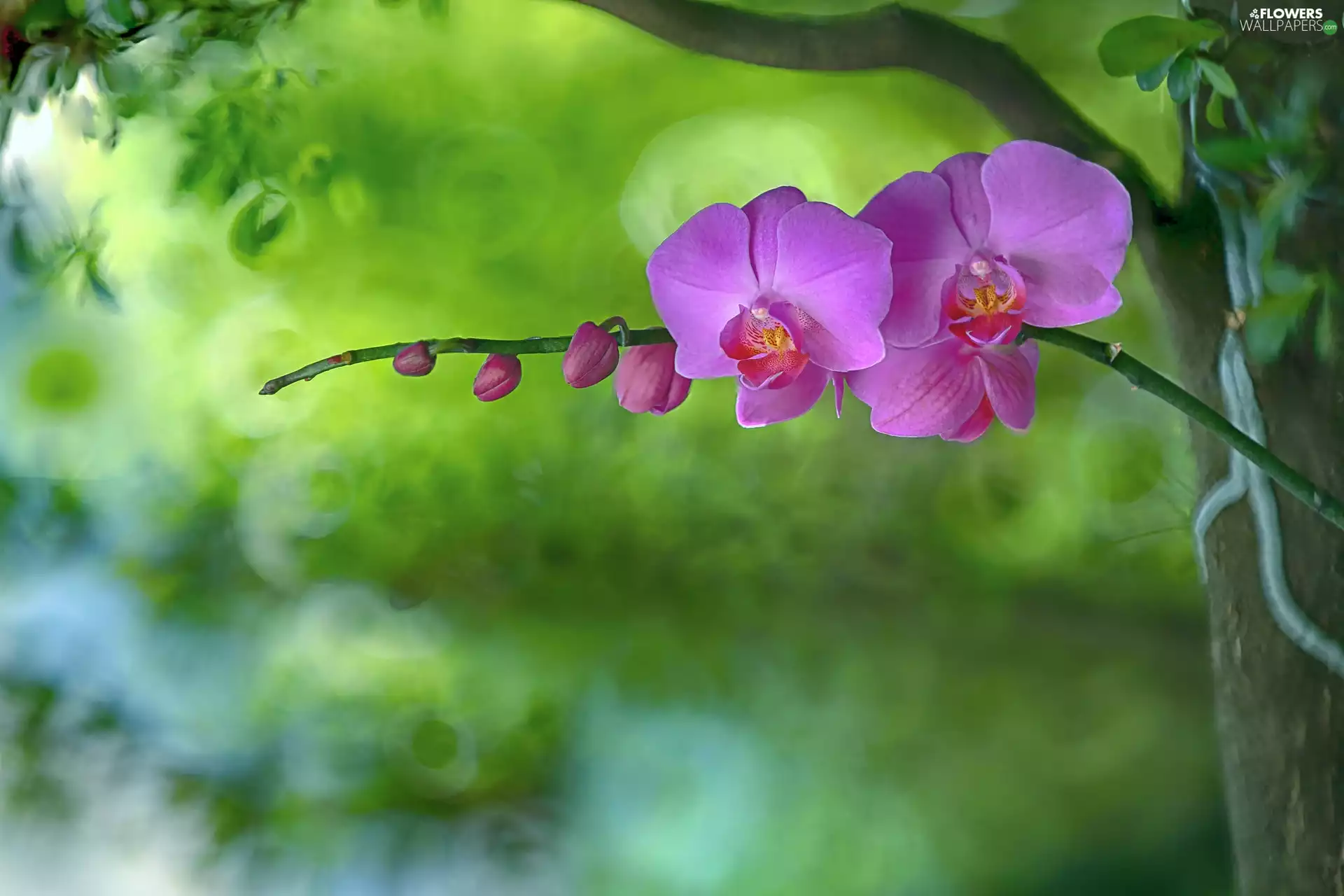 donuts, blur, orchid, twig, orchid