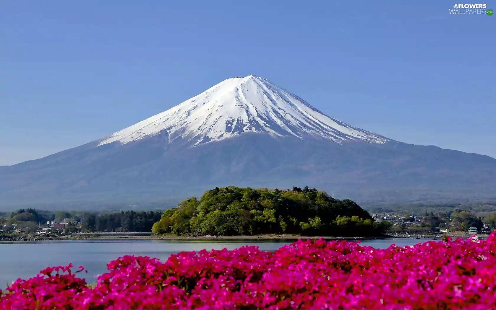 bougainvillea, blur, panorama, Flowers, Fuji