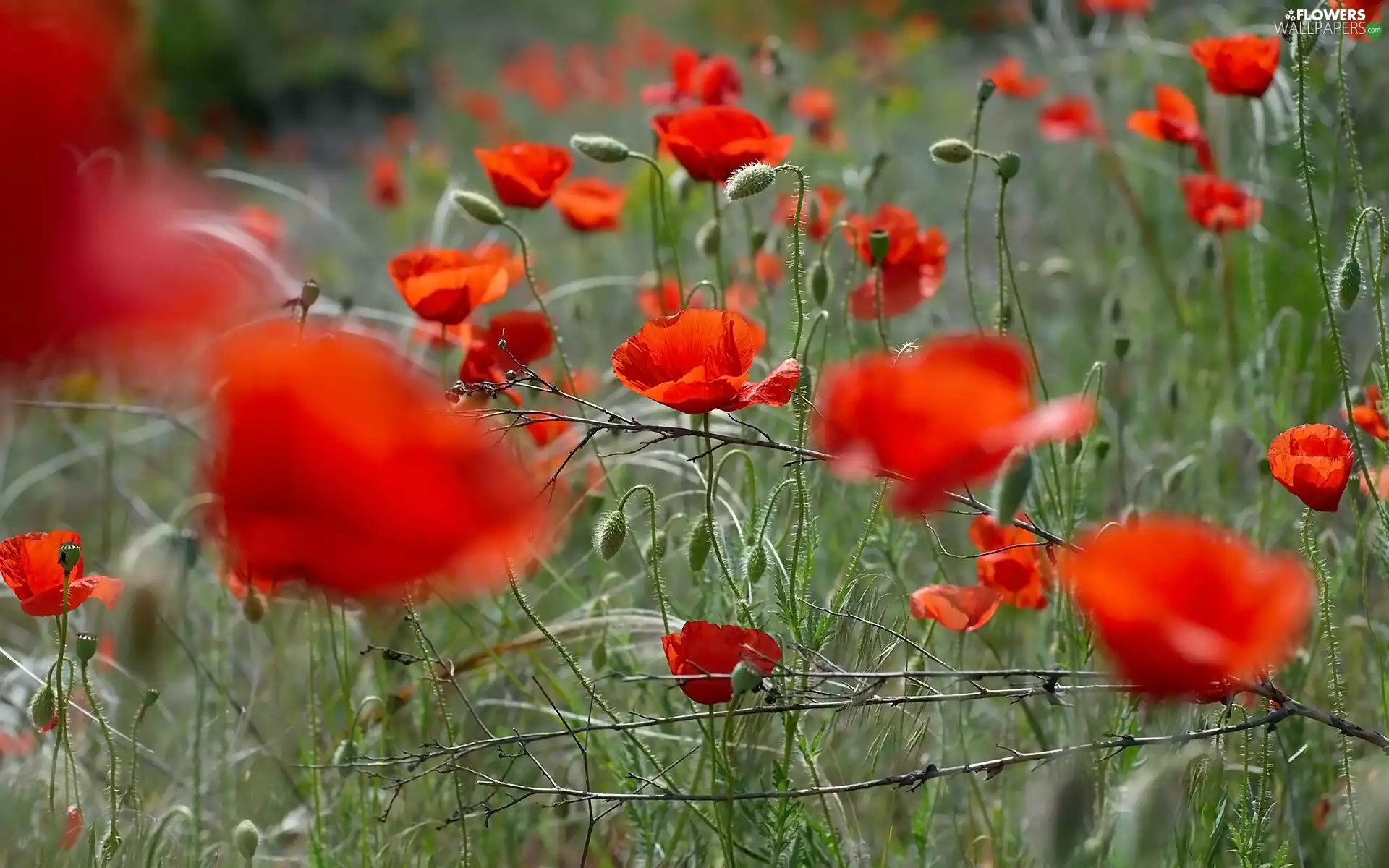 grass, blur, papavers, Buds, Flowers