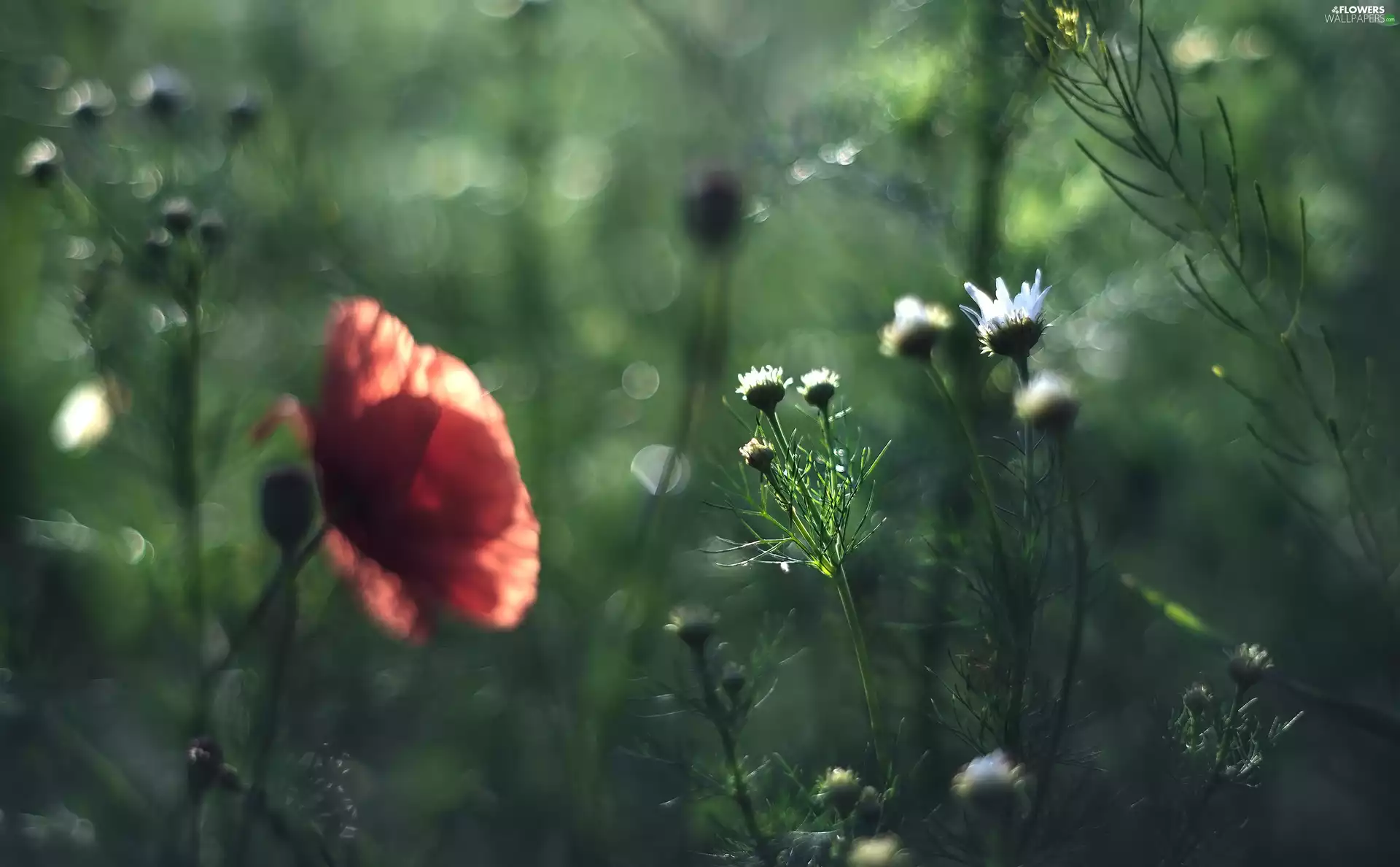 Buds, blur, papavers, camomiles, Flowers