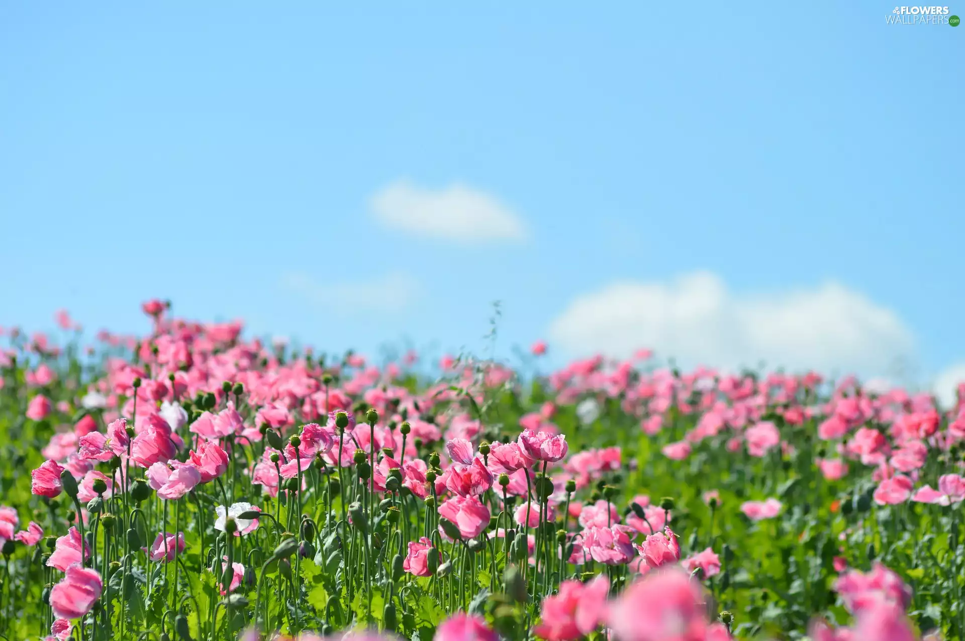 Sky, blur, papavers, Meadow, Pink