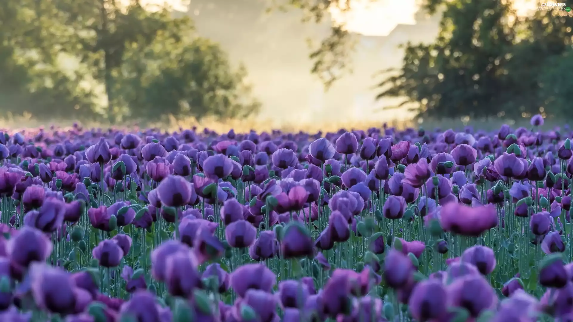 viewes, blur, papavers, trees, purple