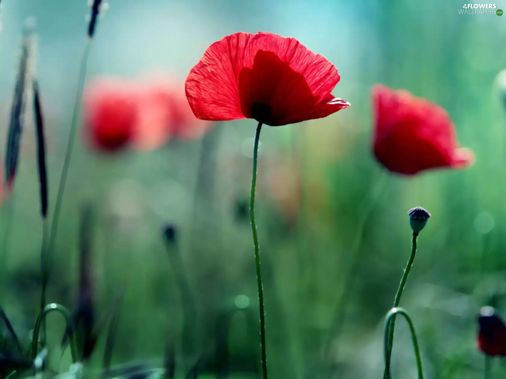 blur, Red, papavers