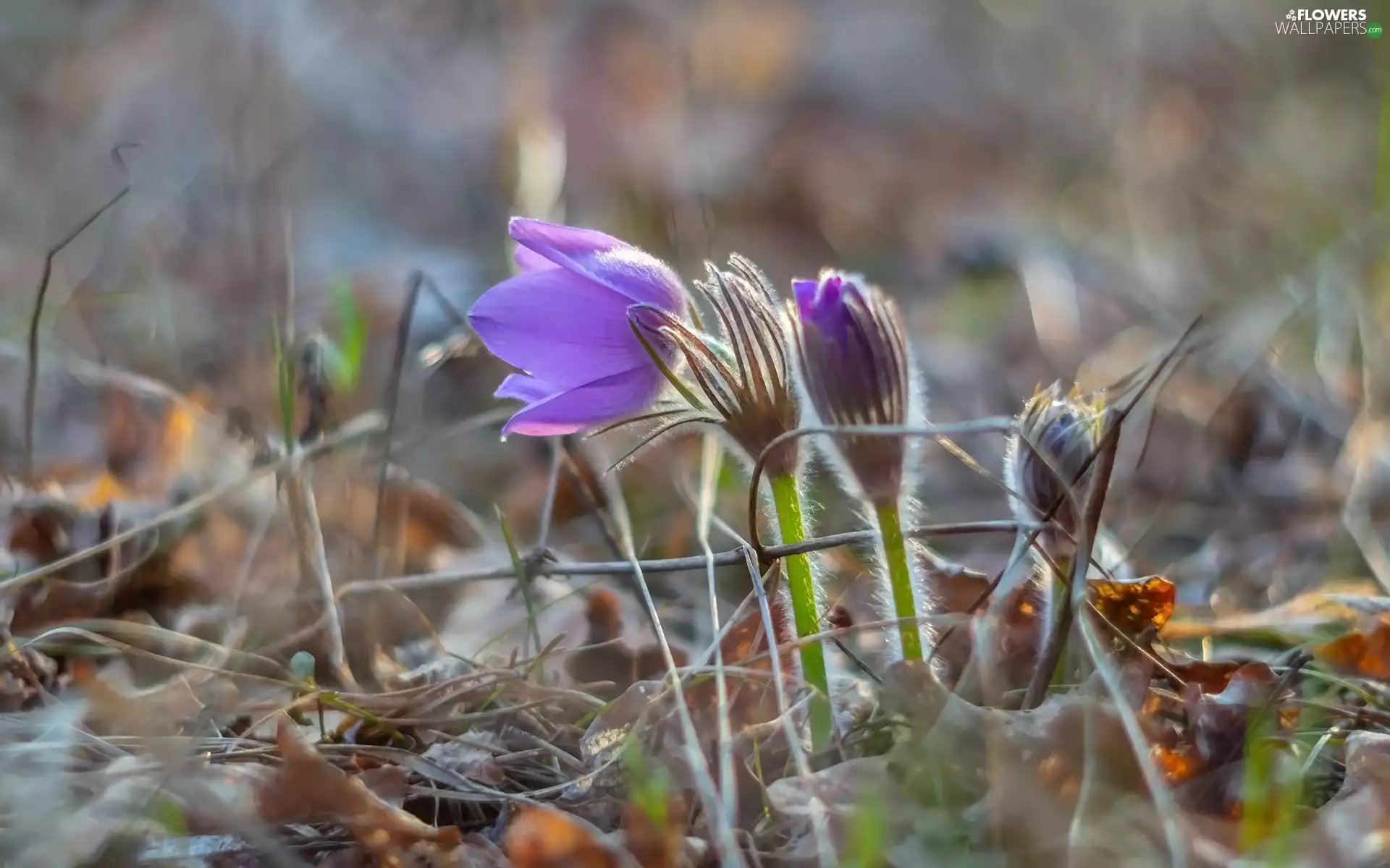 Leaf, blur, pasque, Buds, Flowers