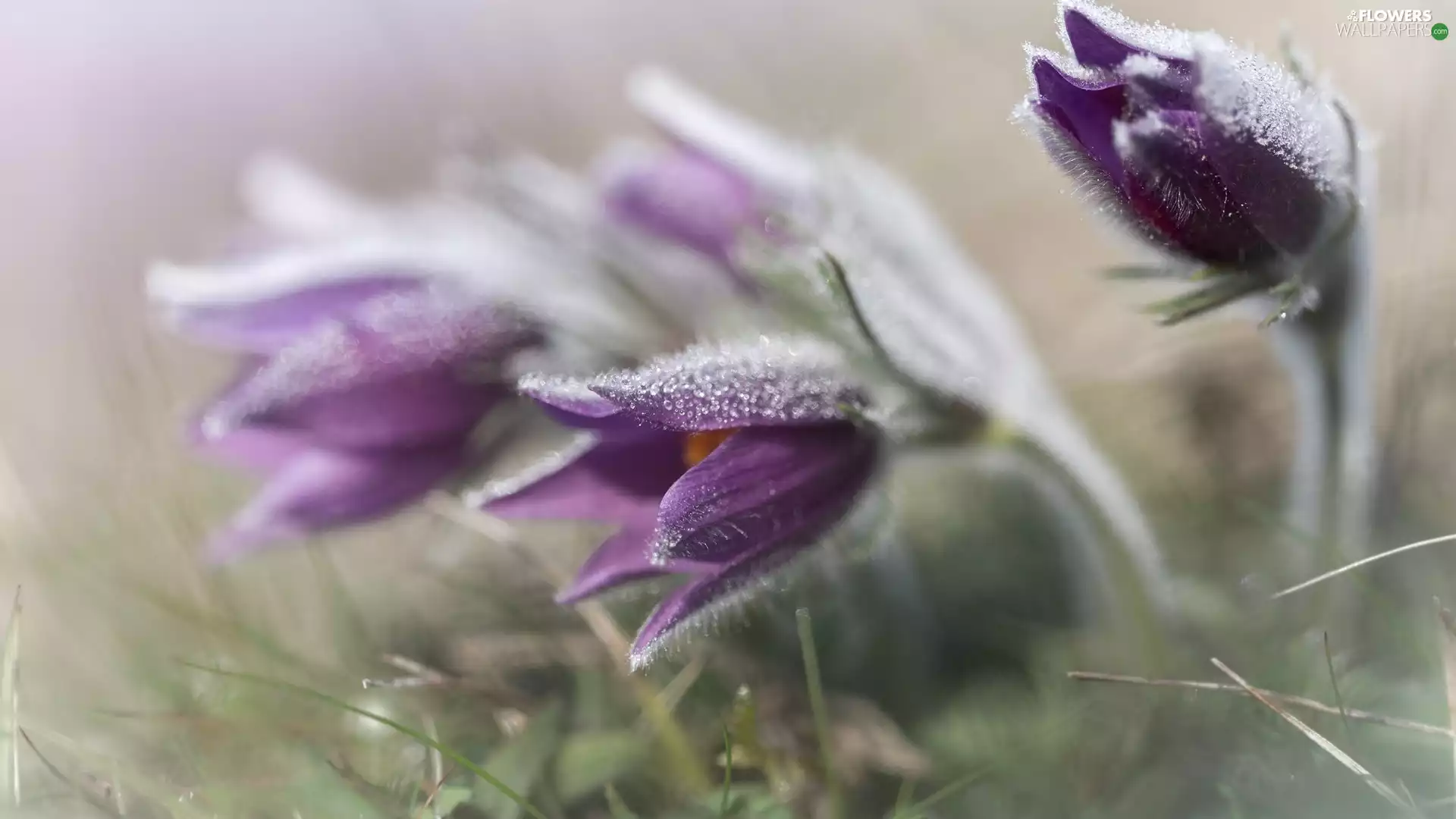 blur, purple, pasque