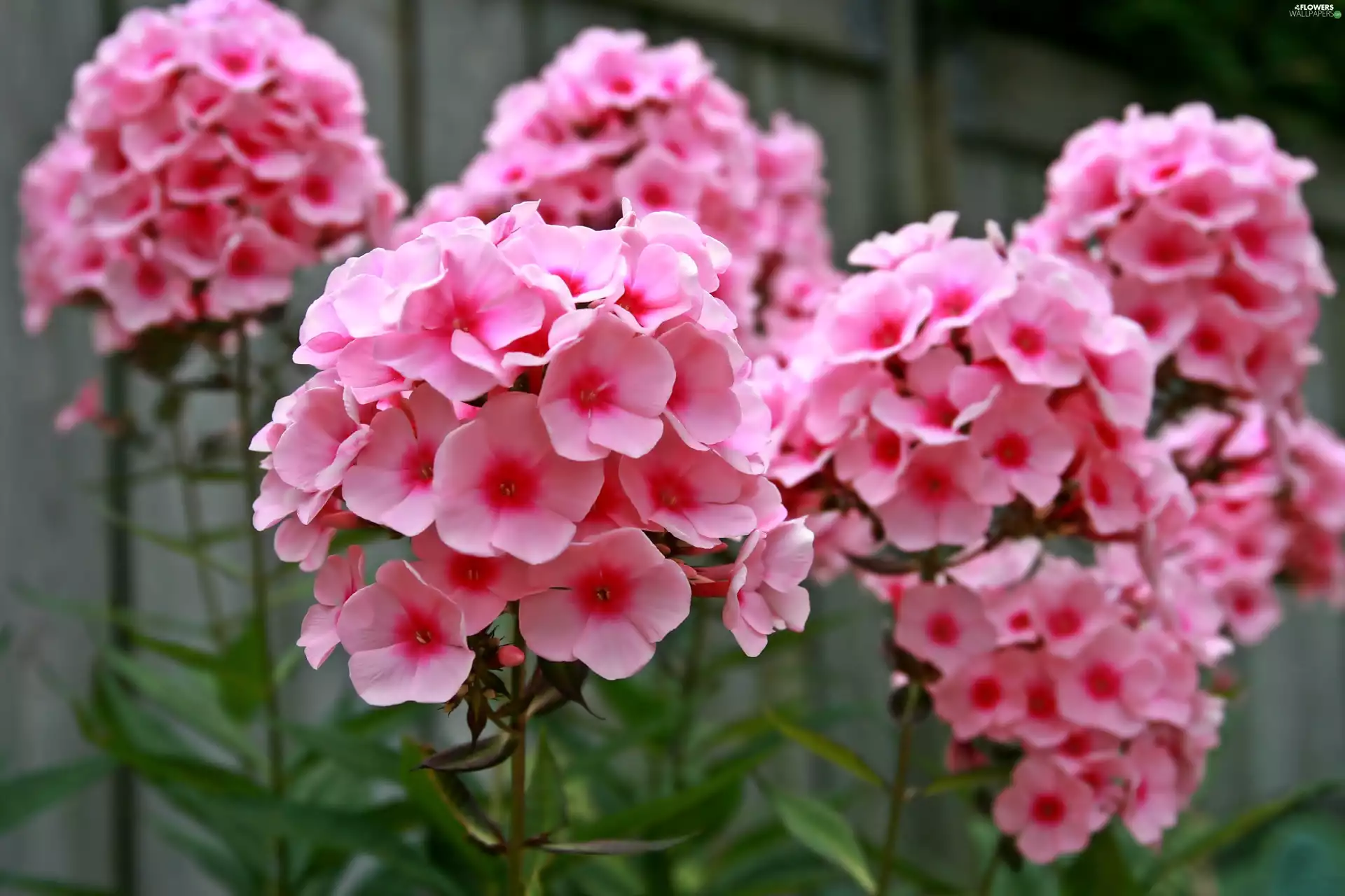 blur, Pink, phlox
