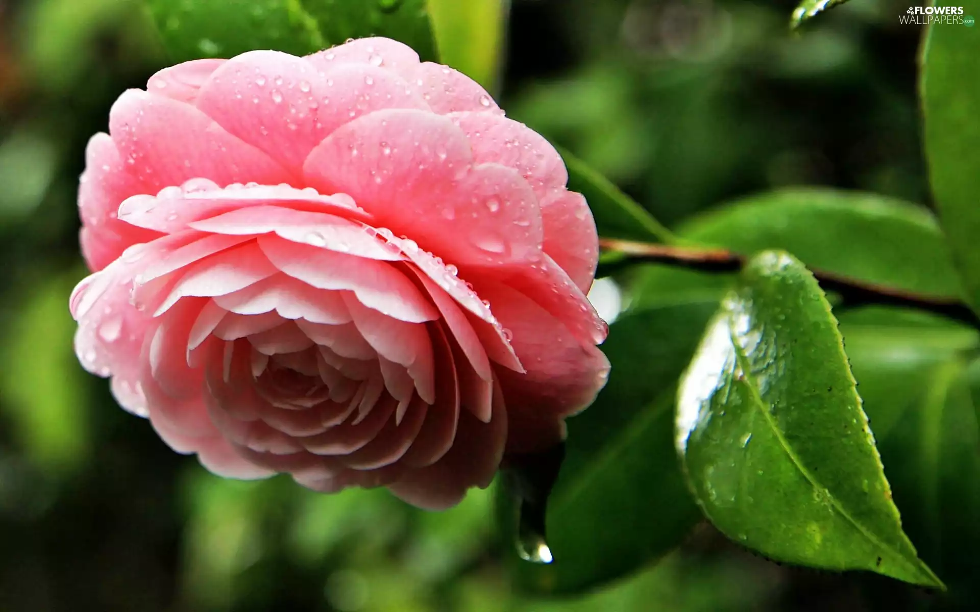 water, blur, Pink, drops, camellia