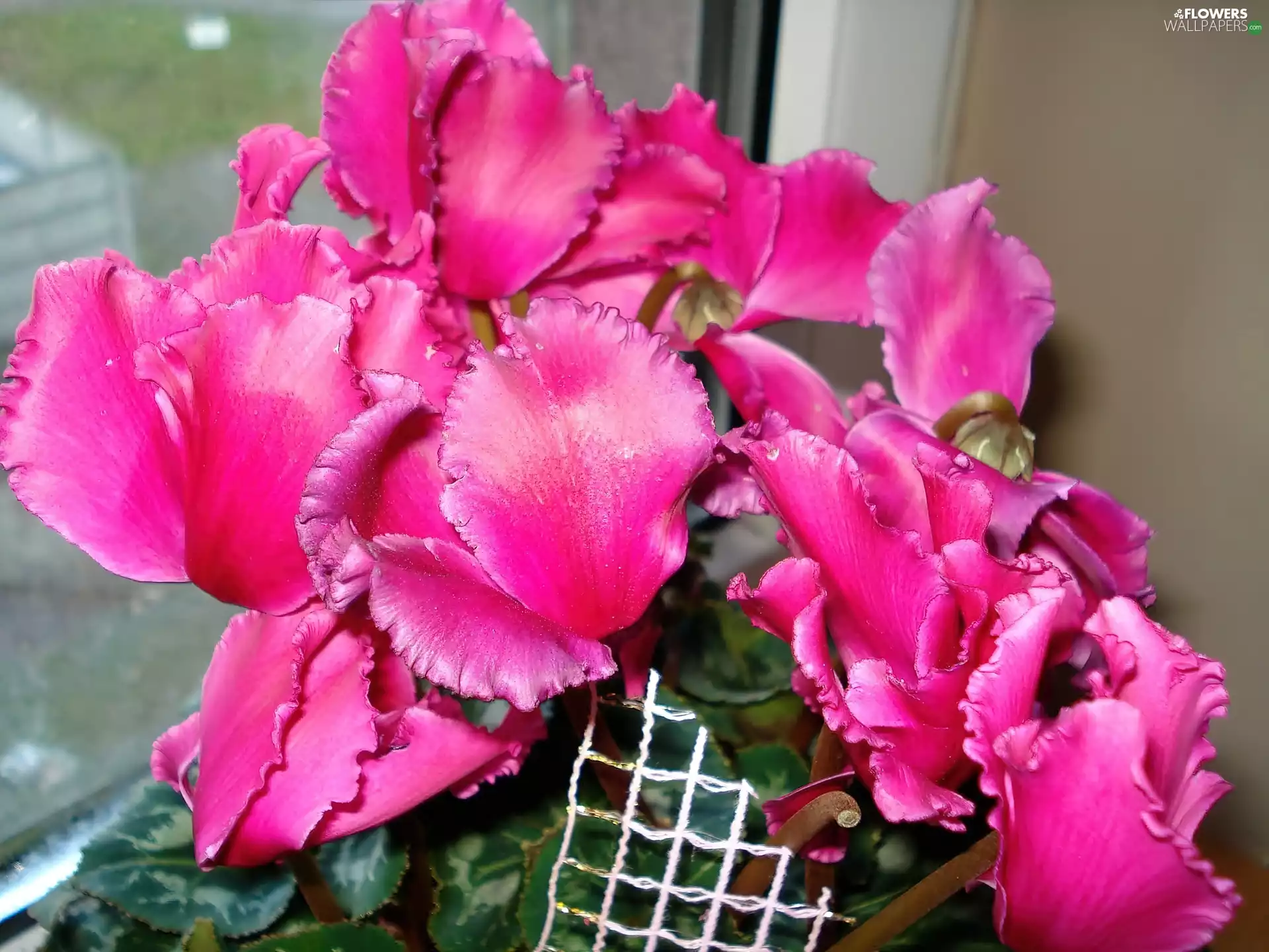 blur, Cyclamen, Pink