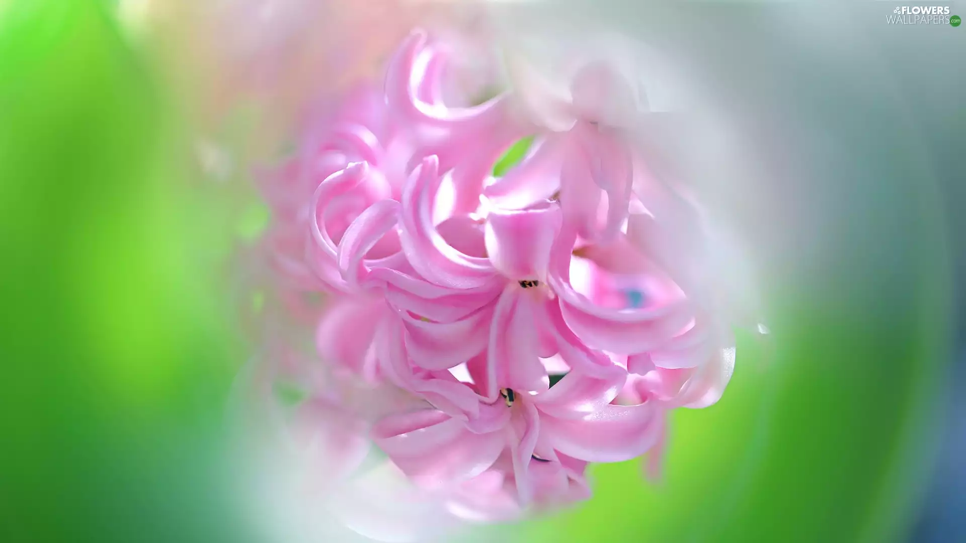 blur, hyacinth, Pink