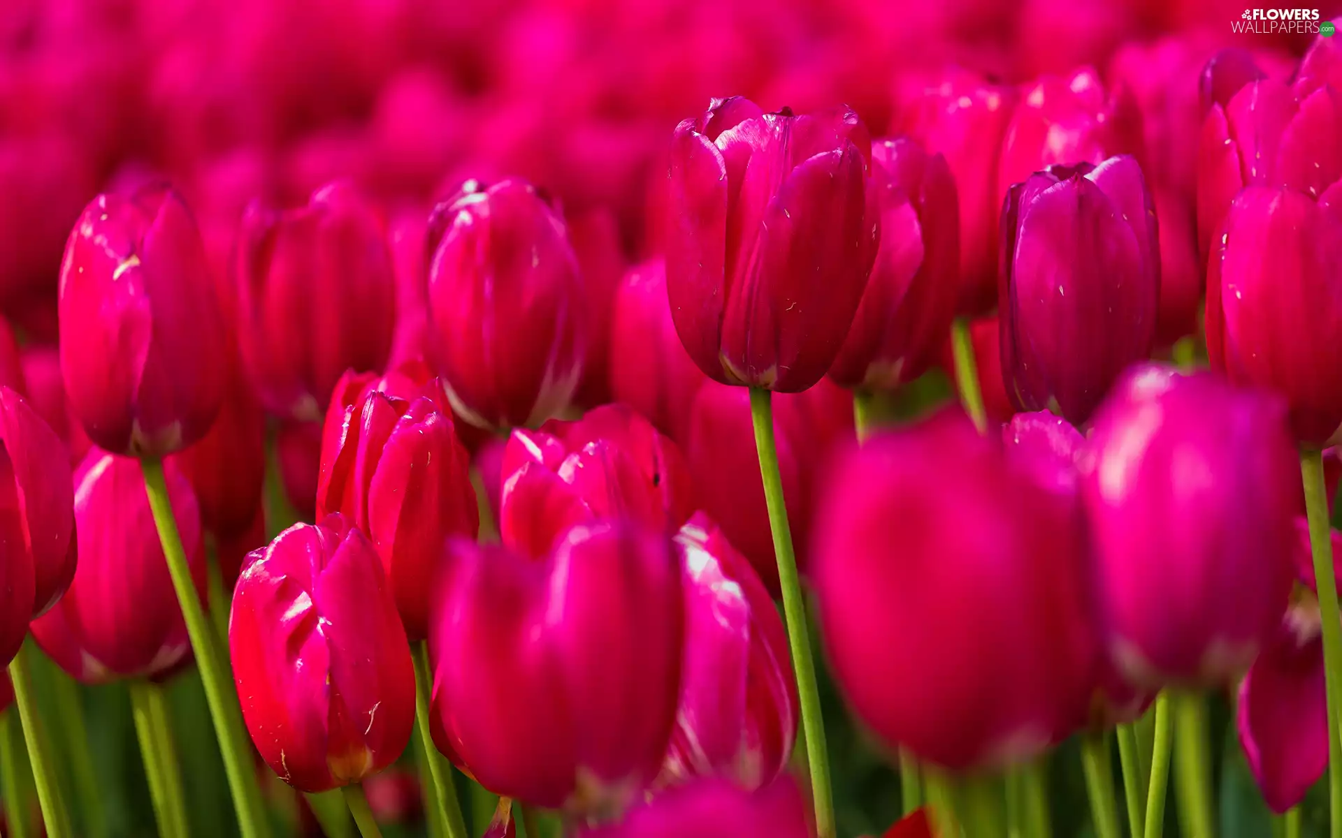 blur, Tulips, Pink